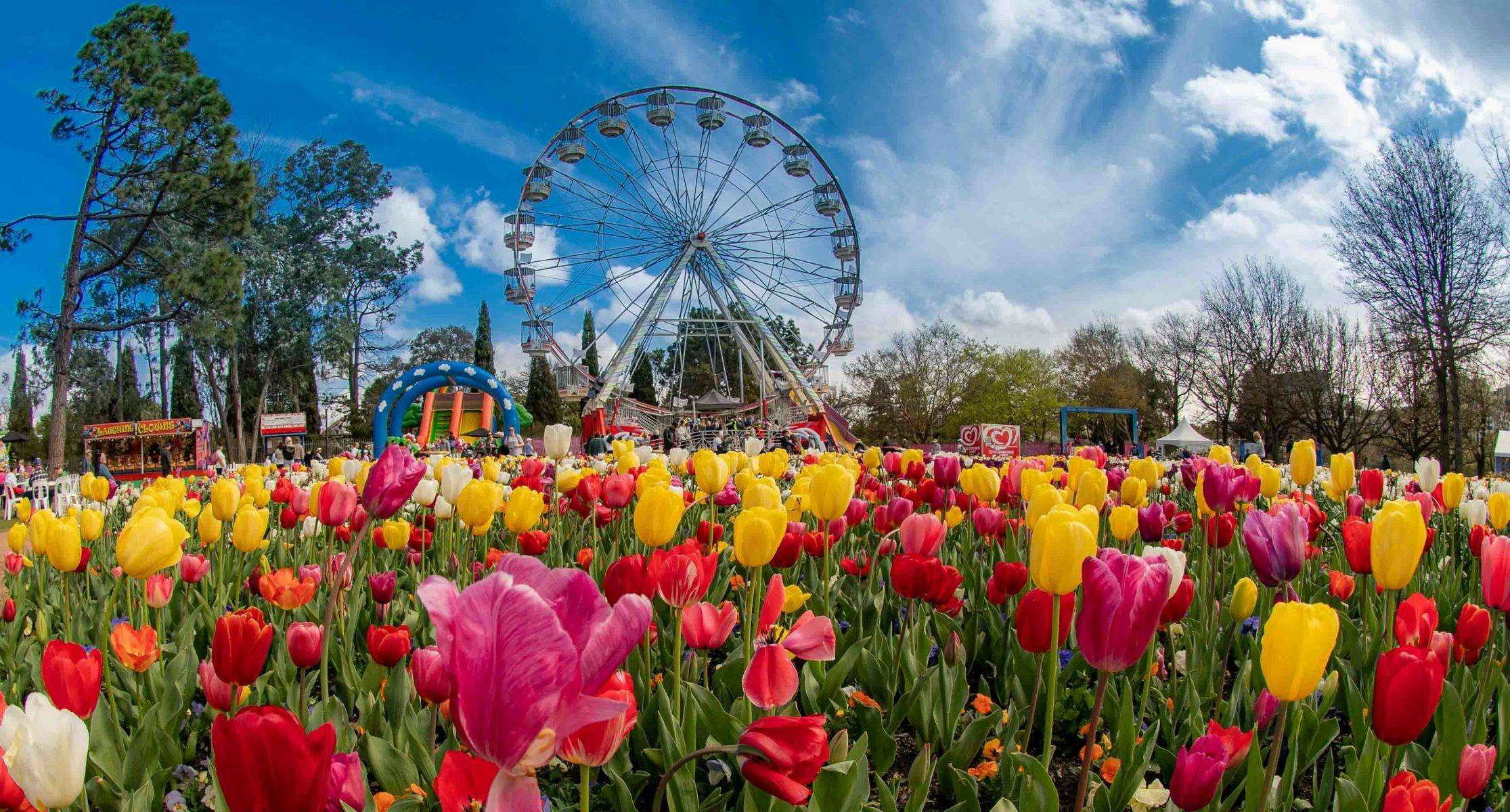 Pink and yellow tulips with a ferris wheel in the background