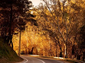 A quiet autumn road stretches ahead, bathed in the soft, golden glow of the setting sun
