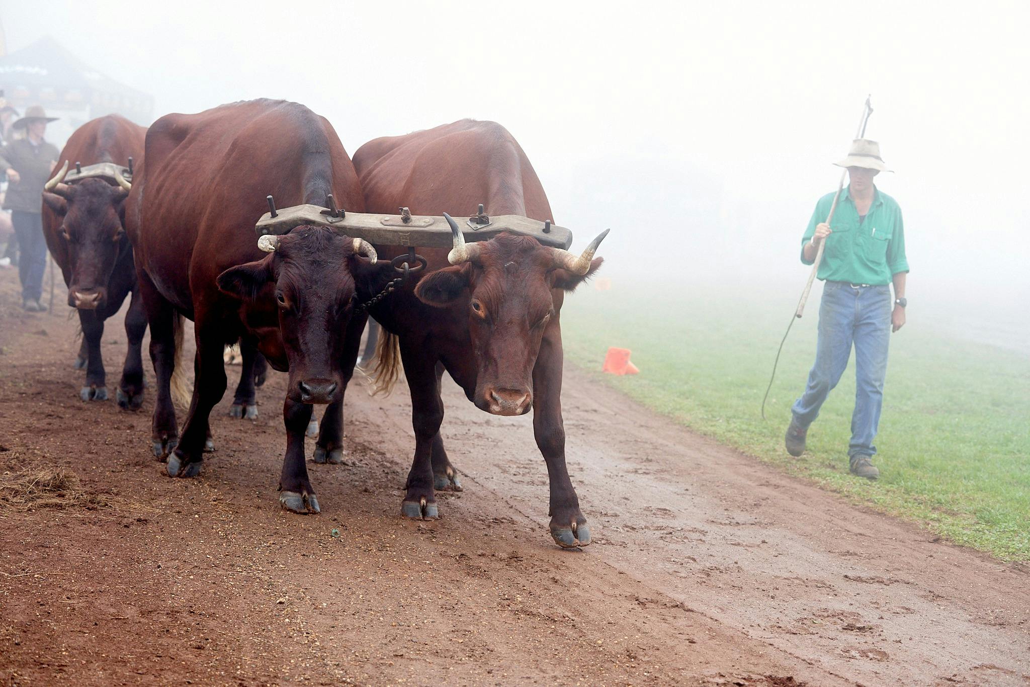 Bullock team and driver