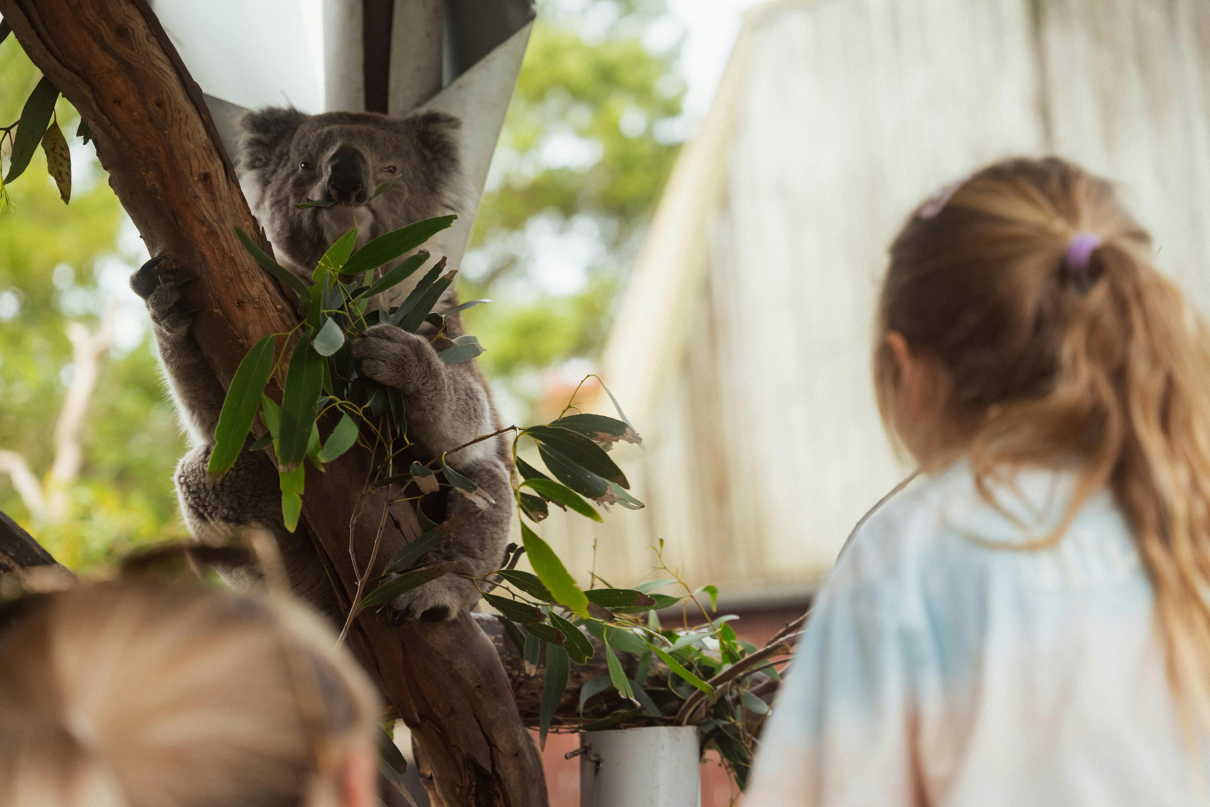 Great Ocean Road Wildlife Park