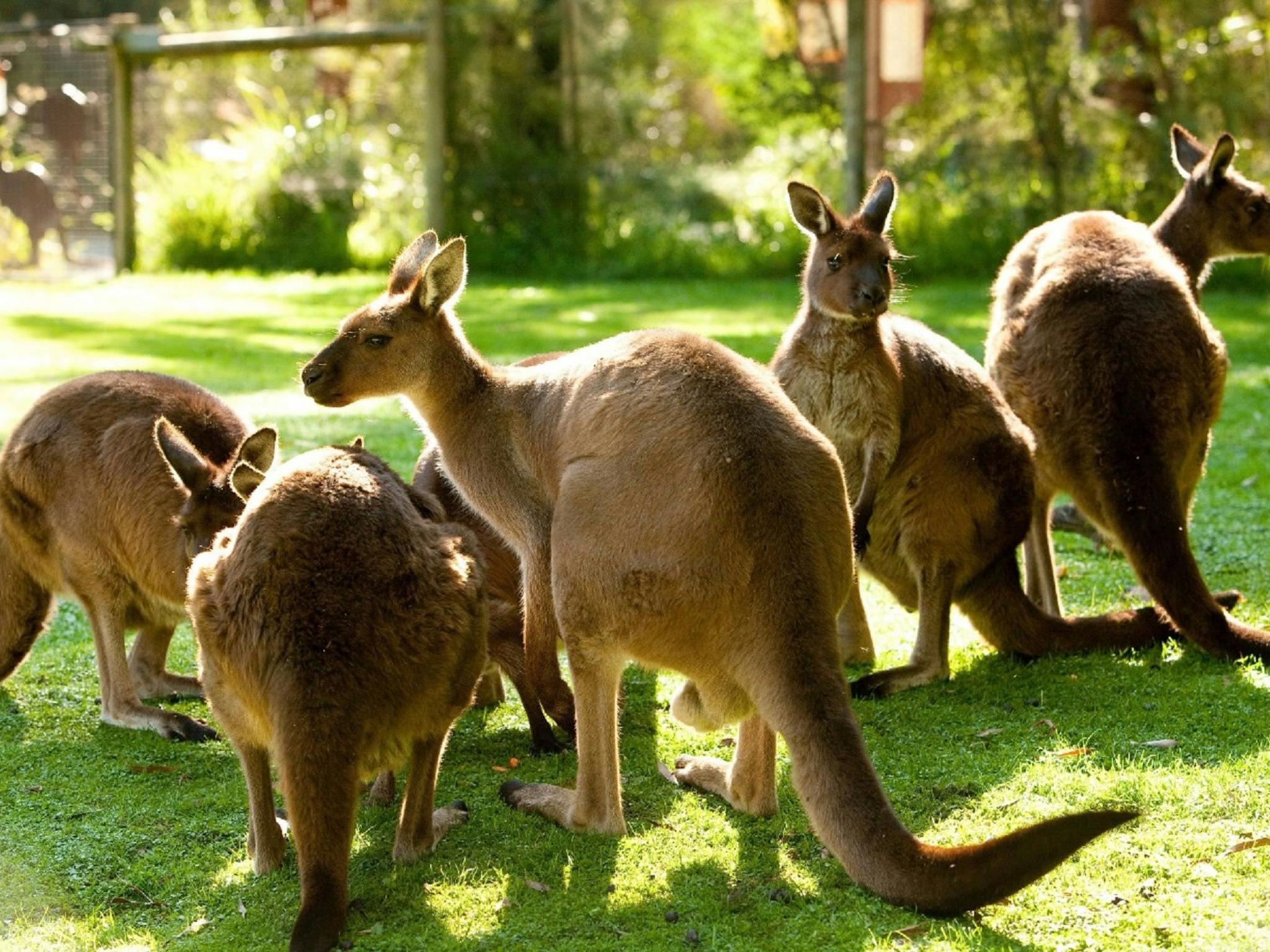 Healesville Sanctuary BIG4 Yarra Valley Park Lane Holiday Park