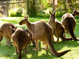 Healesville Sanctuary