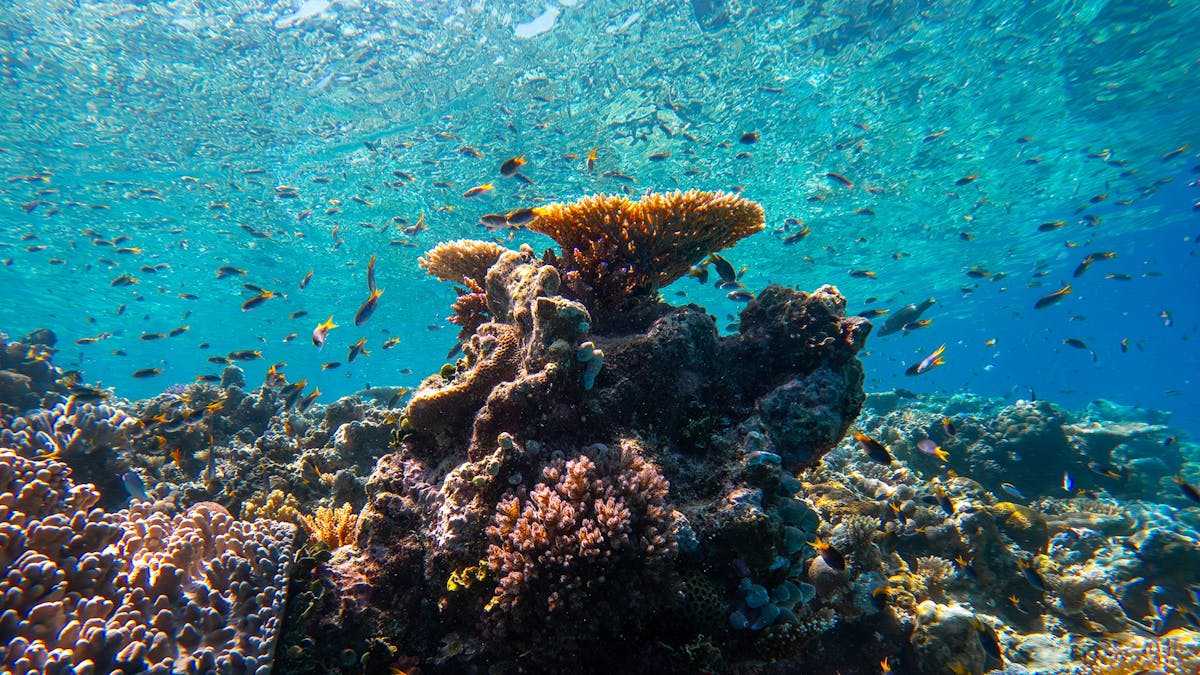 Underwater view of colourful coral formations and tropical fish on the Great Barrier Reef