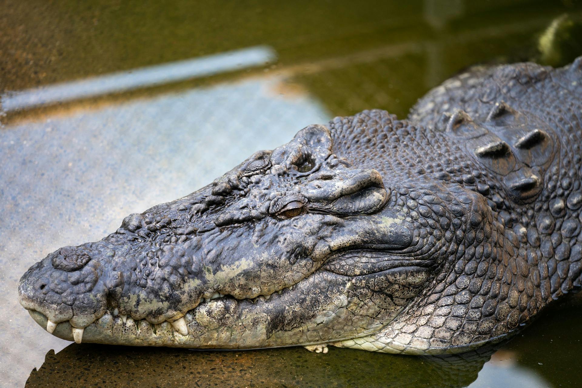 Saltwater Crocodile