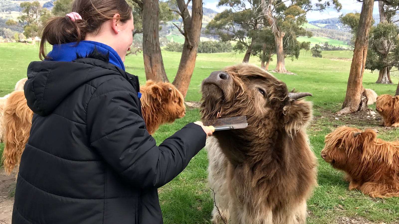Macy and others love to be brushed