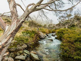 Dead Horse Gap walking track