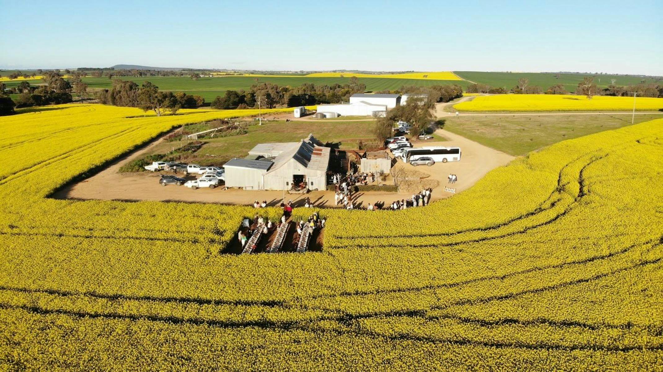 A drone shot looking down at 'A Twilight Dinner in the Canola' event, surrounded by yellow canola.
