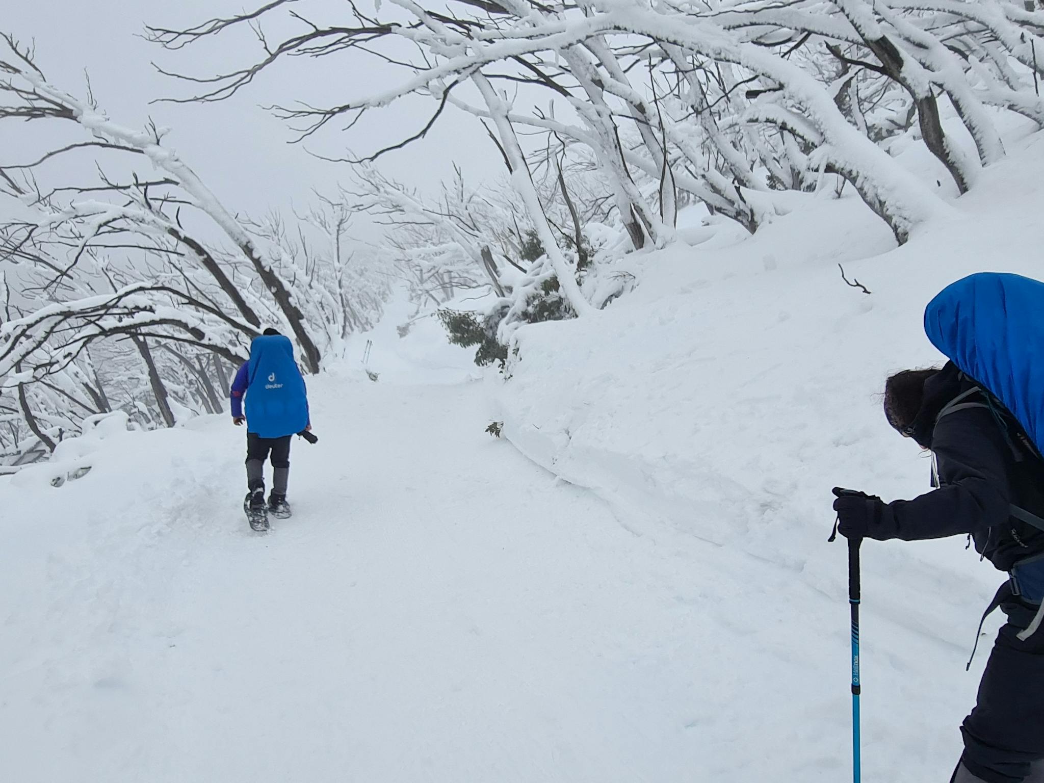 Hikers in the clouds on the trails of Mt Stirling.