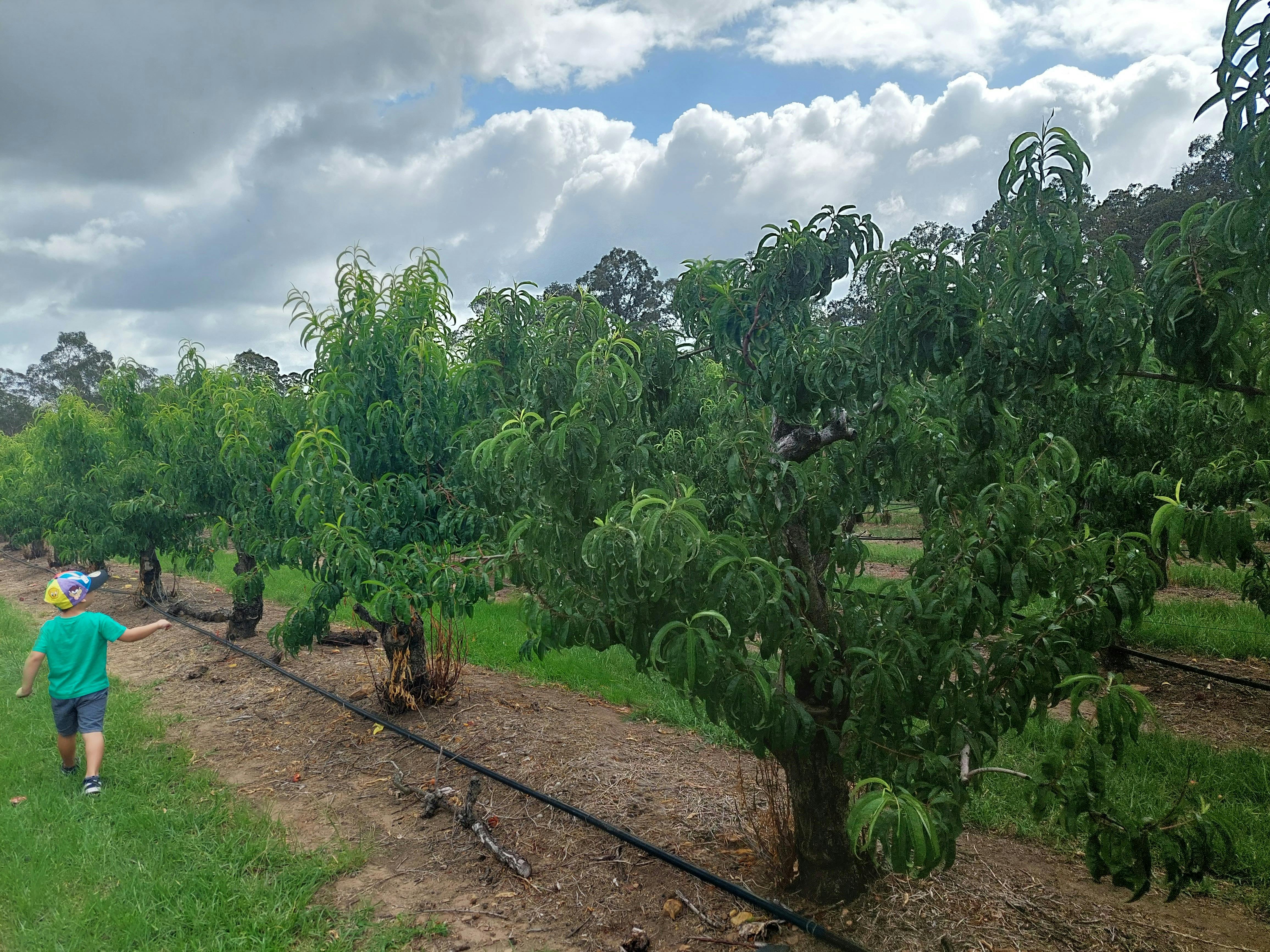 シダー クリーク オーチャード