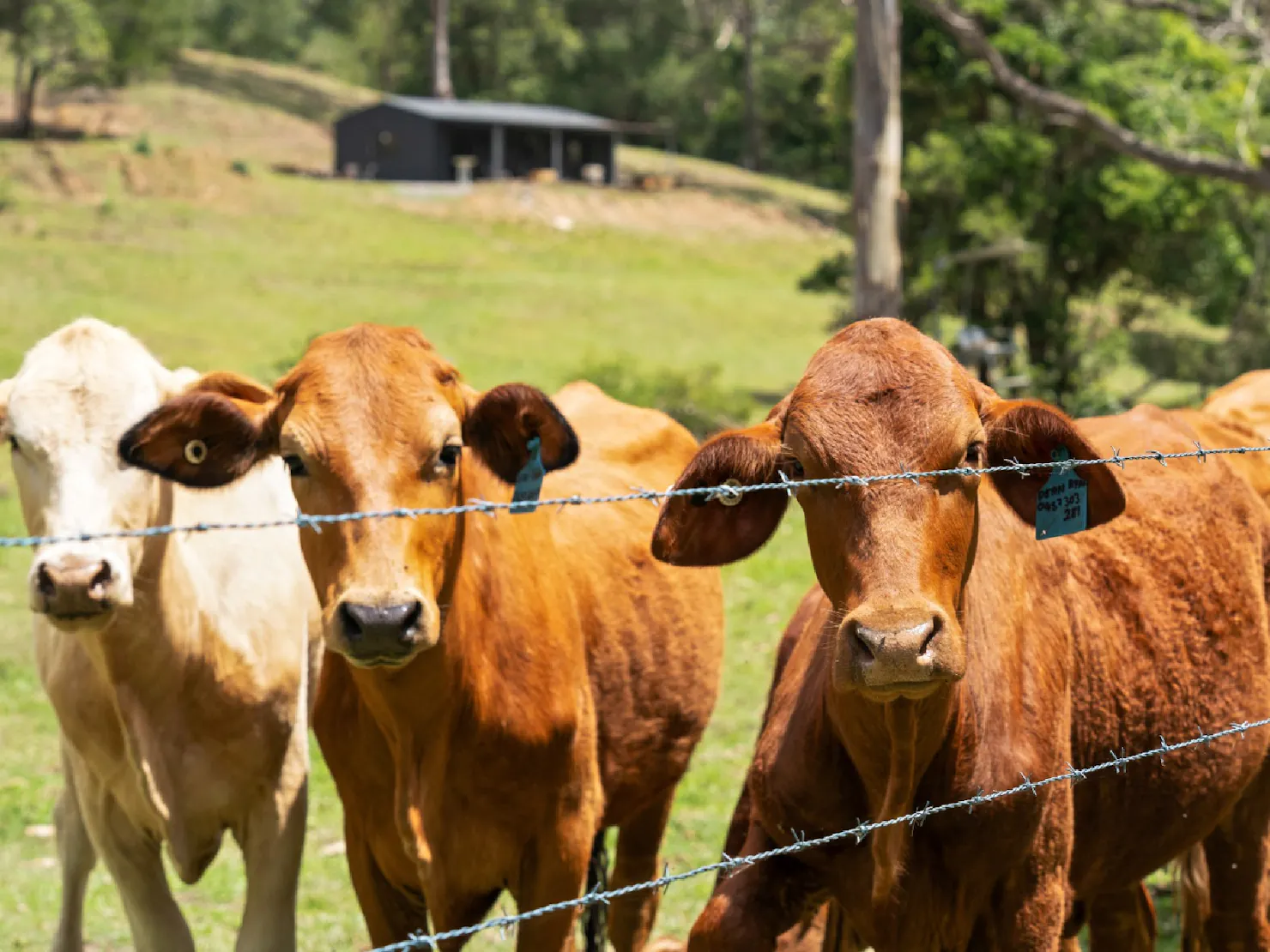 Local cows on property