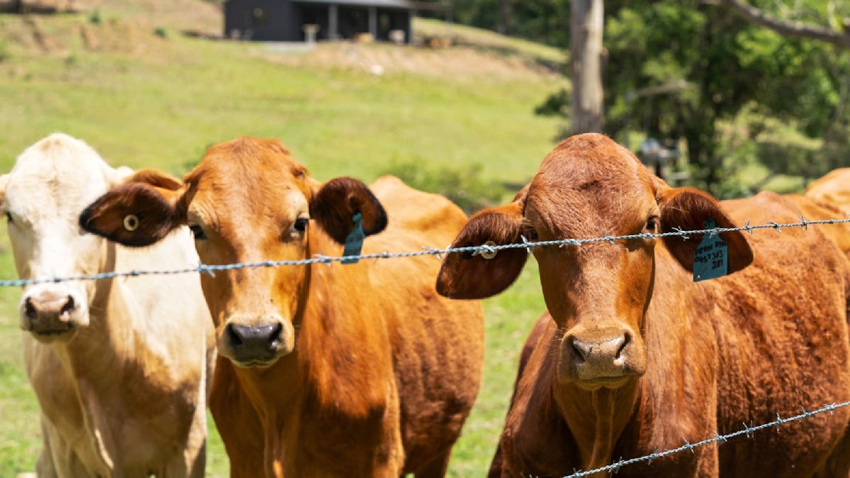 Local cows on property