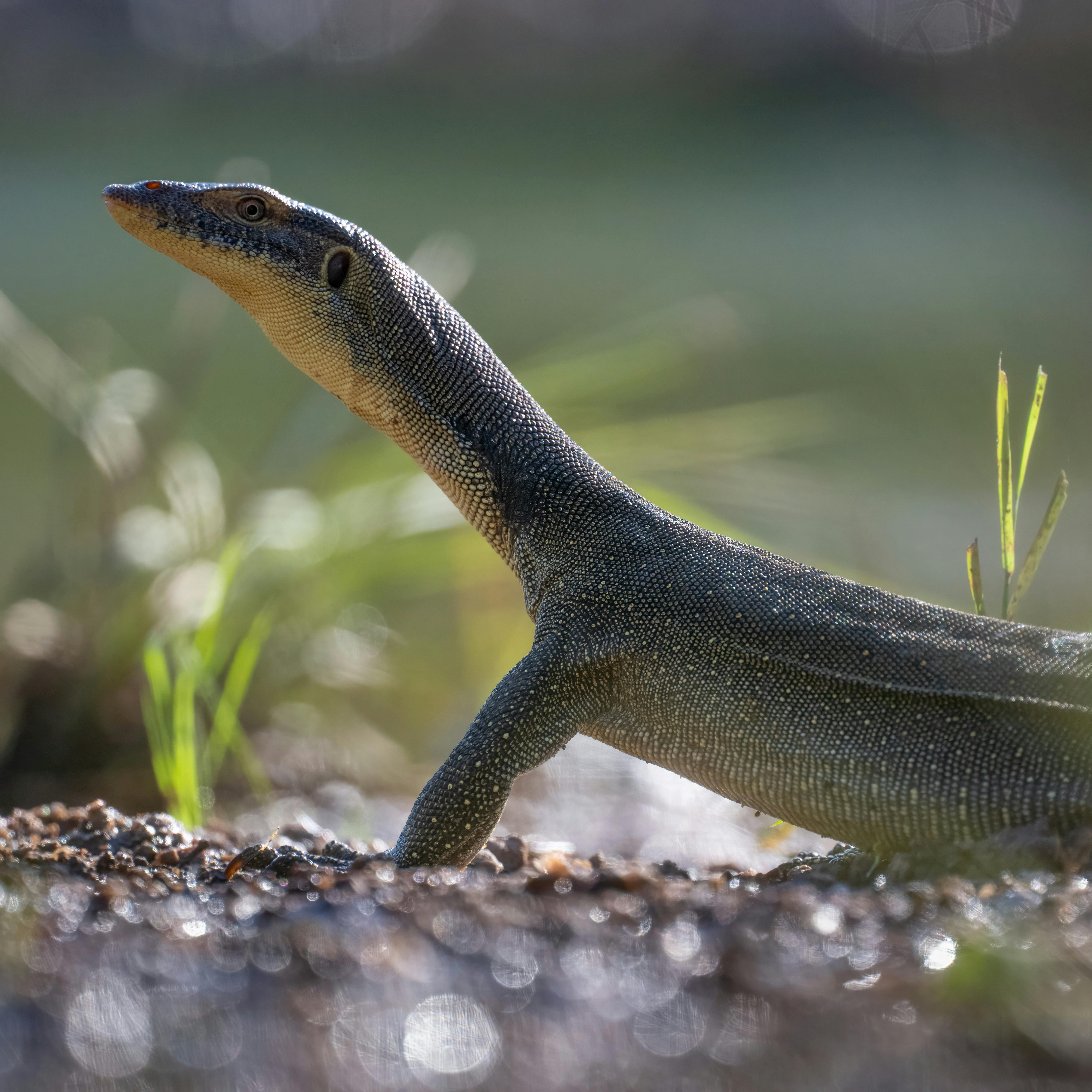 Spotted monitor