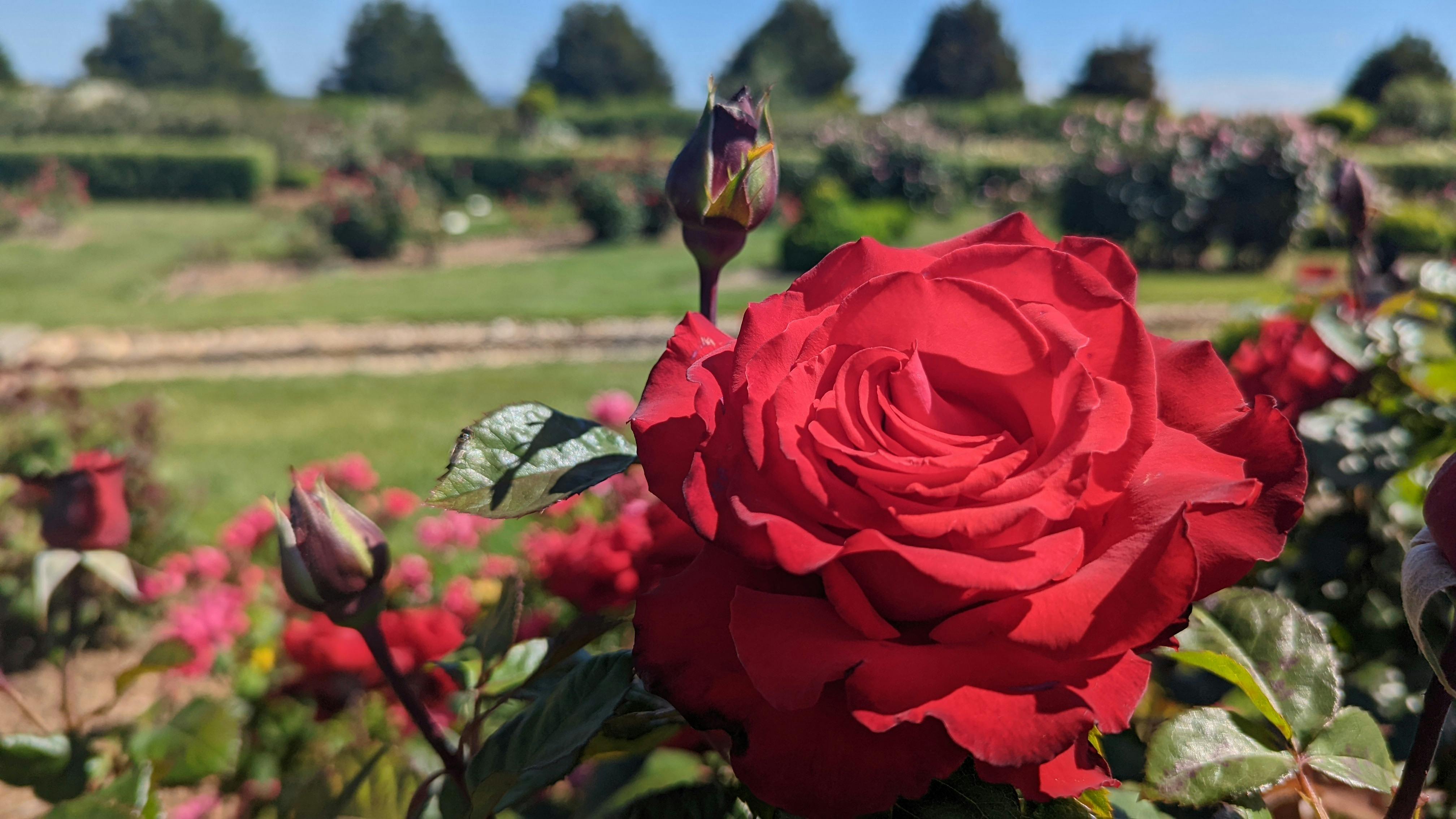 The Festival of Roses 2025