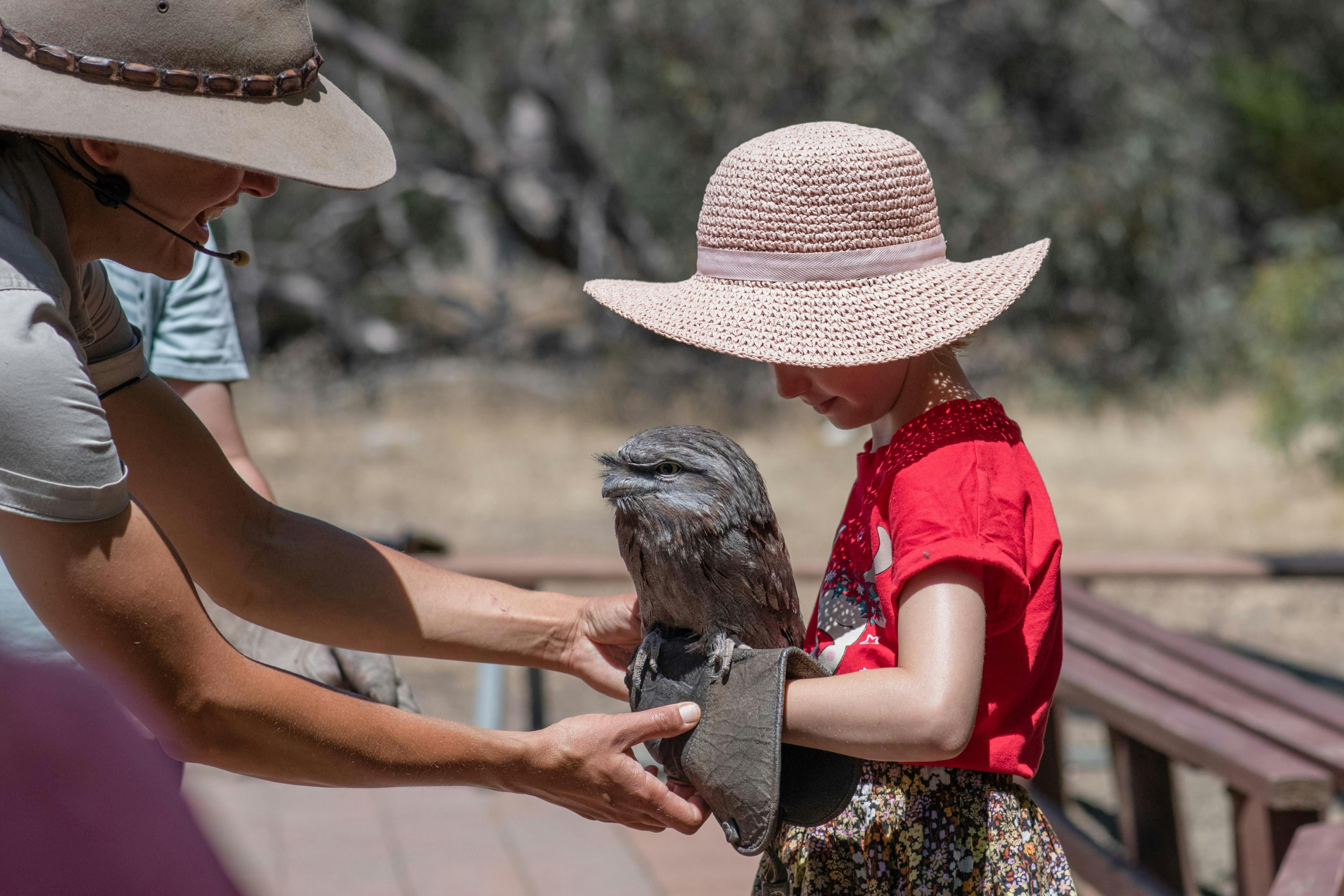 hold birds at Raptor Domain, Kangaroo Island. bird show. Birds of prey show. hold birds