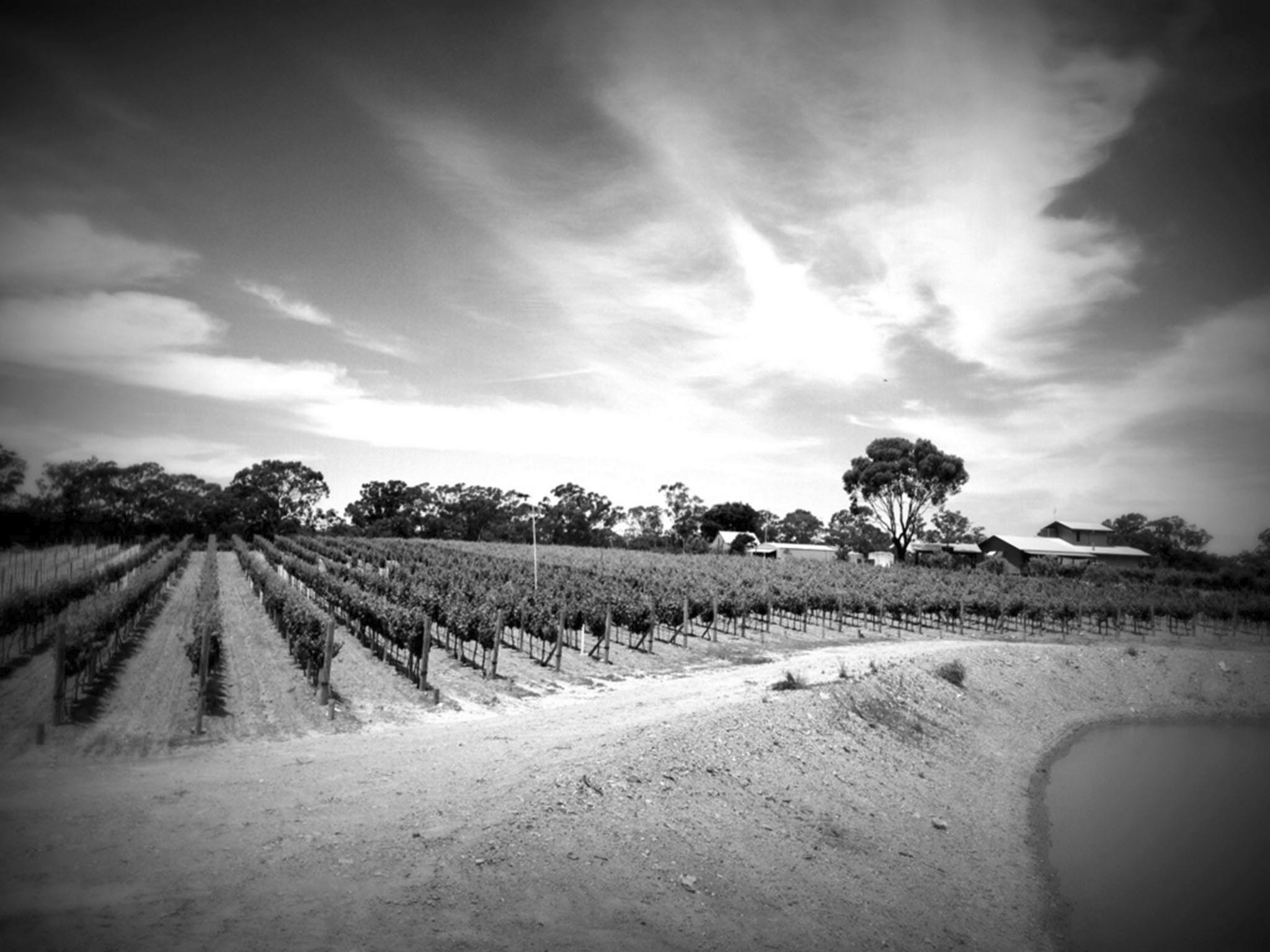 Vineyard at Summer time