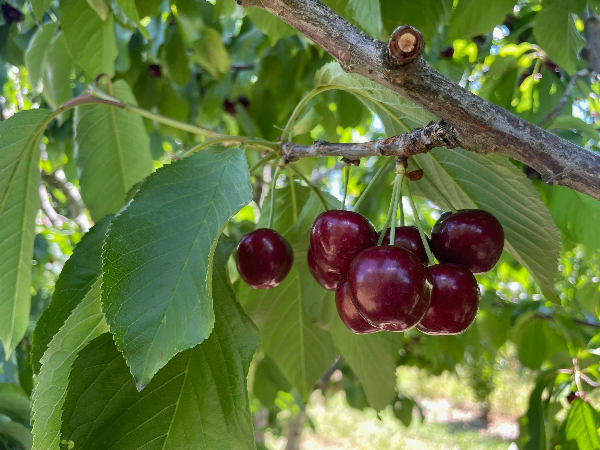 Cherries on the tree