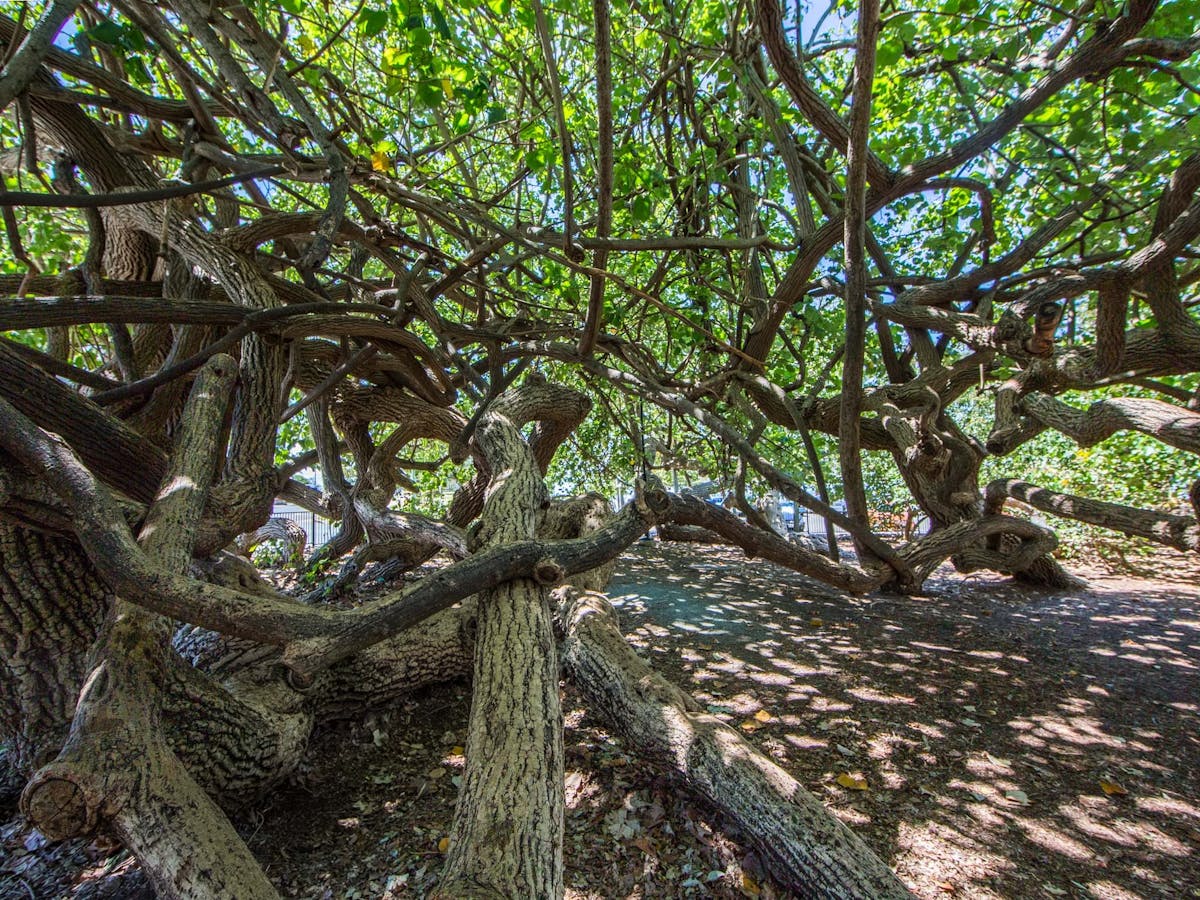 A photo of the tangled branches of Cotton Trees in Scarborough Beach Park A photo of the tangled branches of Cotton Trees in Scarborough Beach Park
