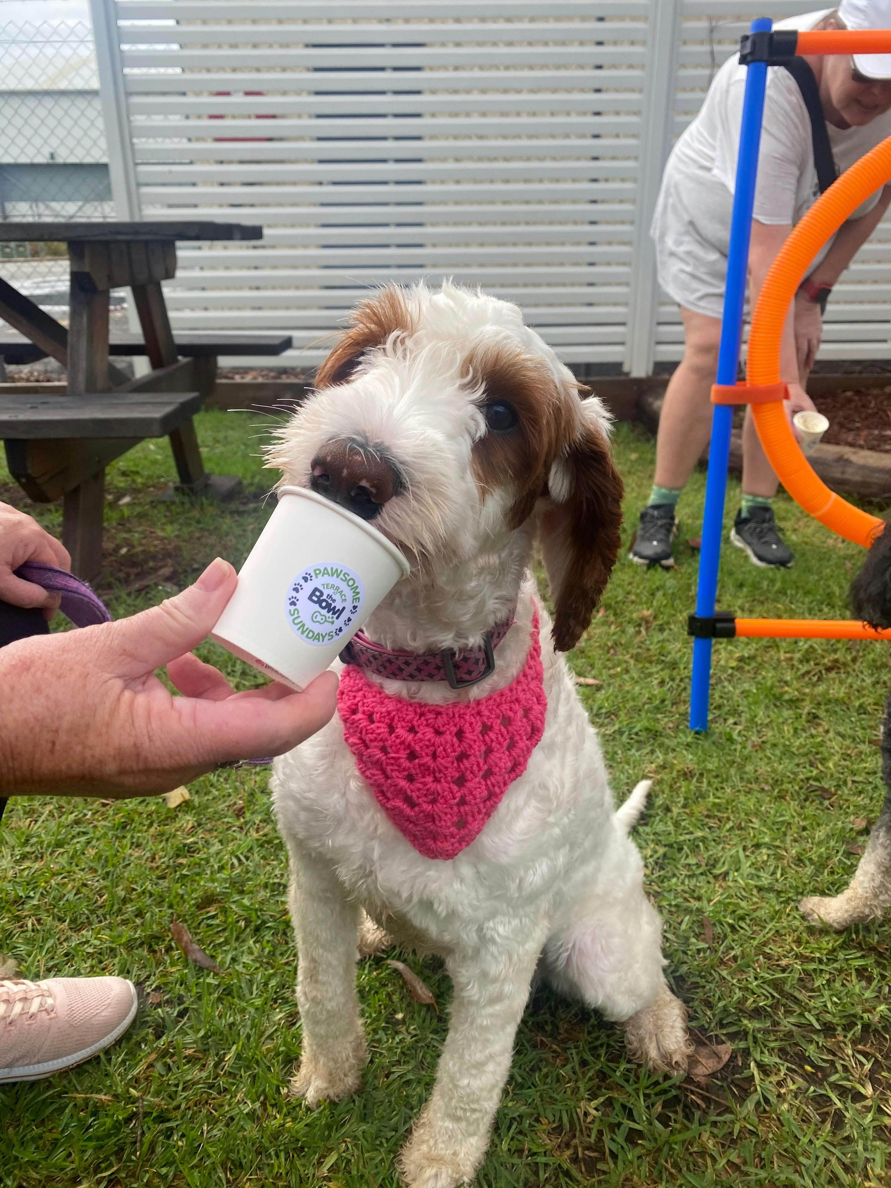 A dog licking a pup cup at our OODLE Meet & Greet which is one of several dog events we host.
