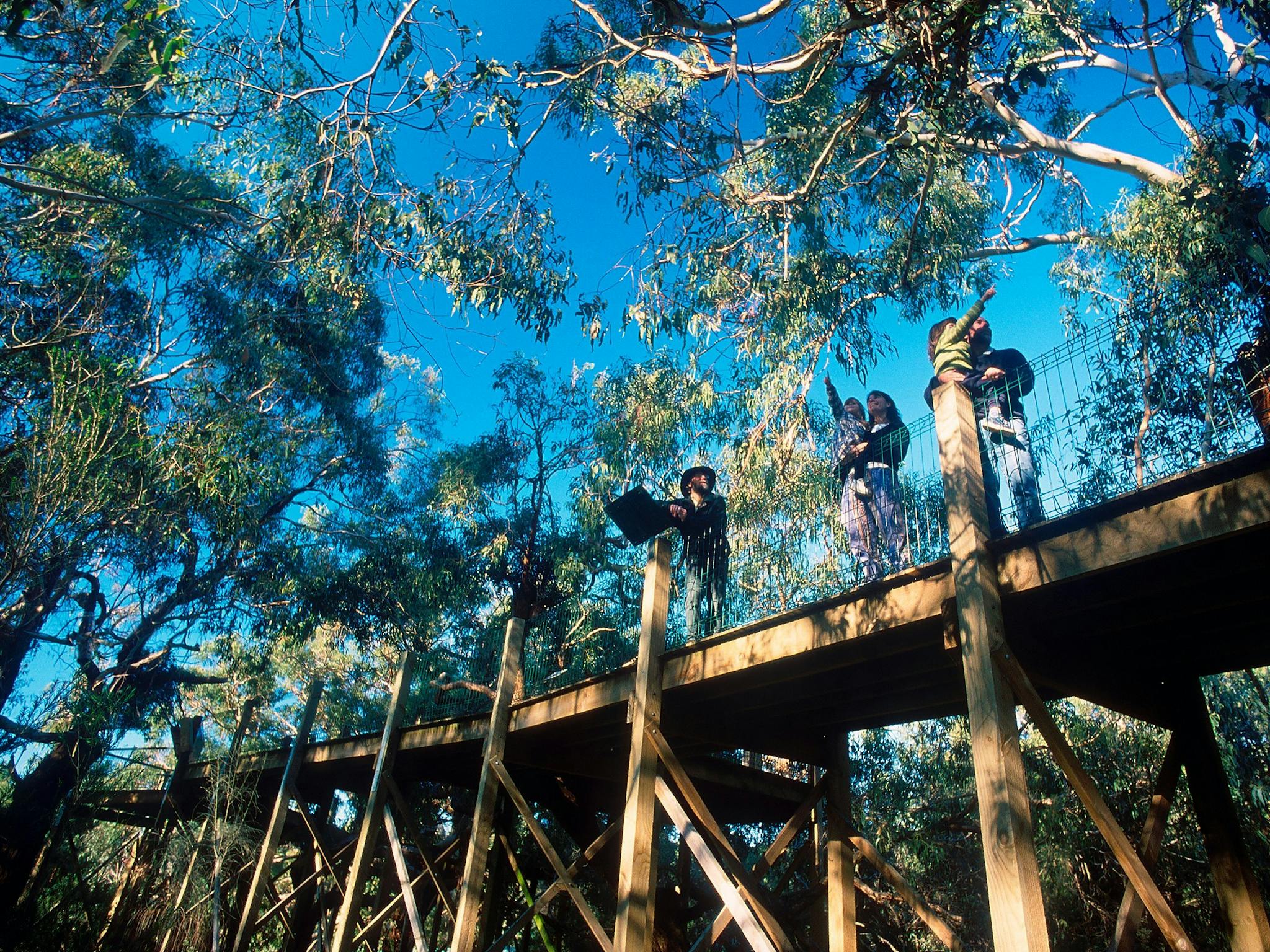 Elevated Boardwalks