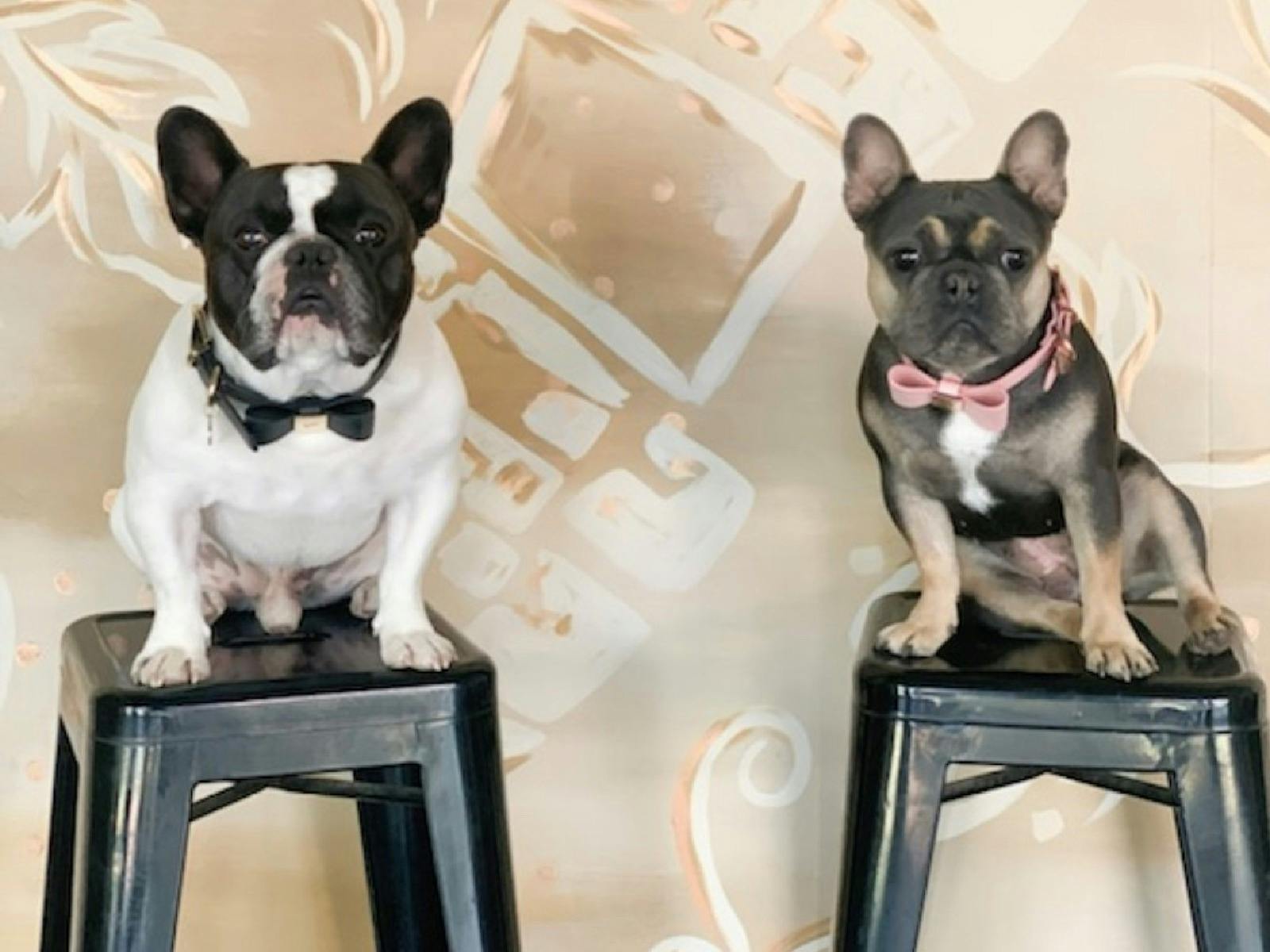 two french bulldogs wearing bow ties sitting on stools