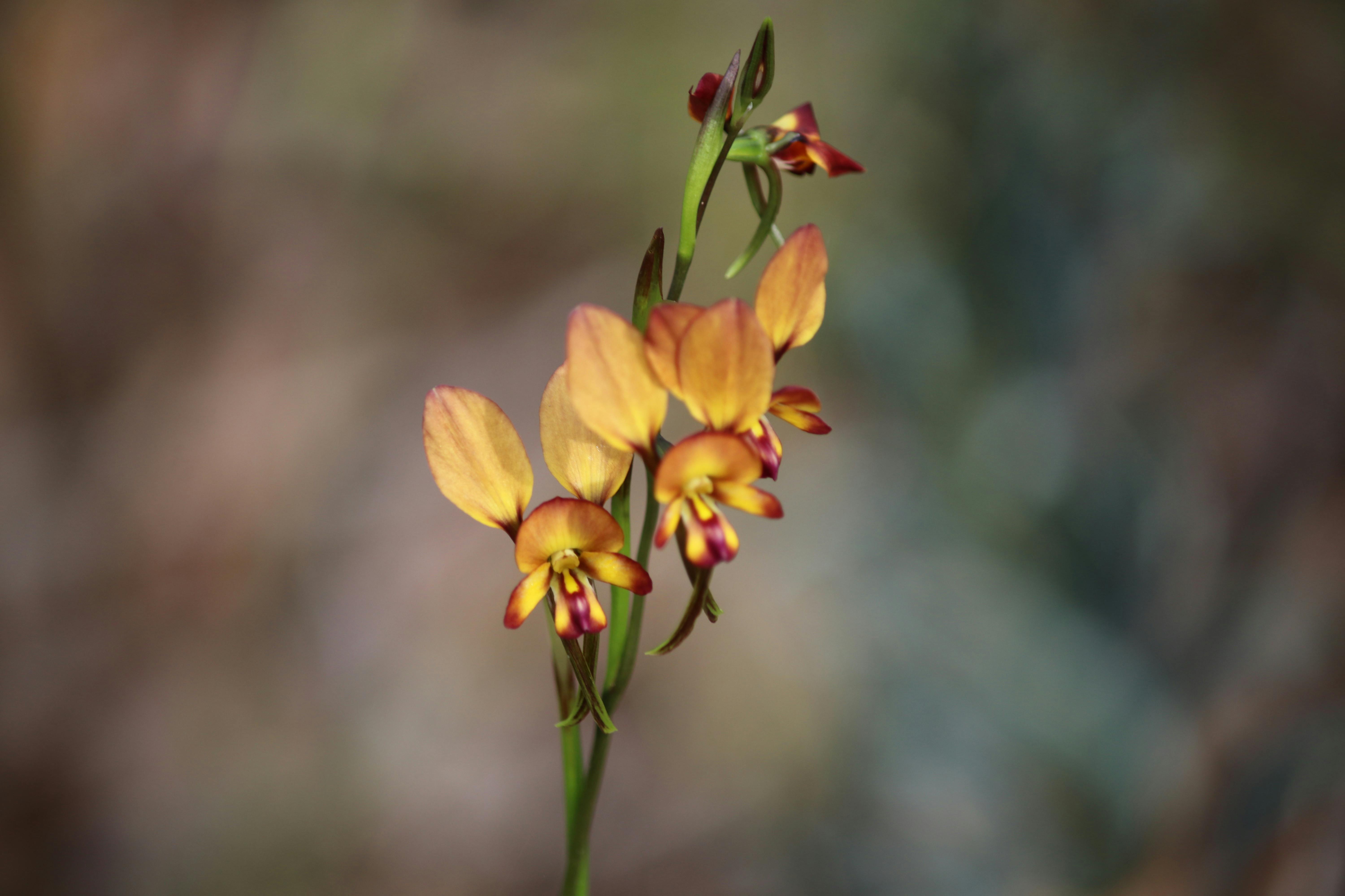 Salt and Bush Eco Tours, Herron, Western Australia