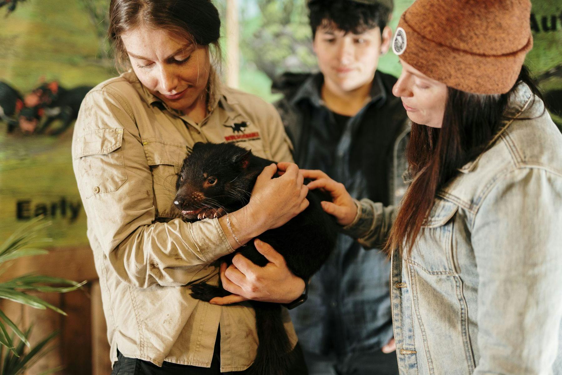 Guests patting a tasmanian devil while the keeper holds it