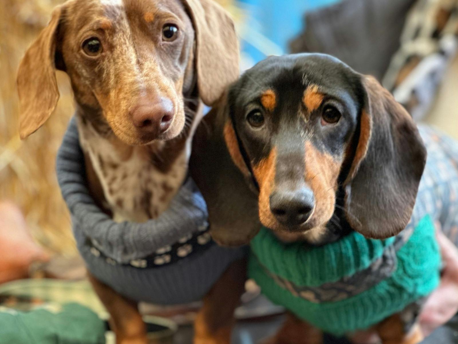 Dog Beard & Stache Comp edit