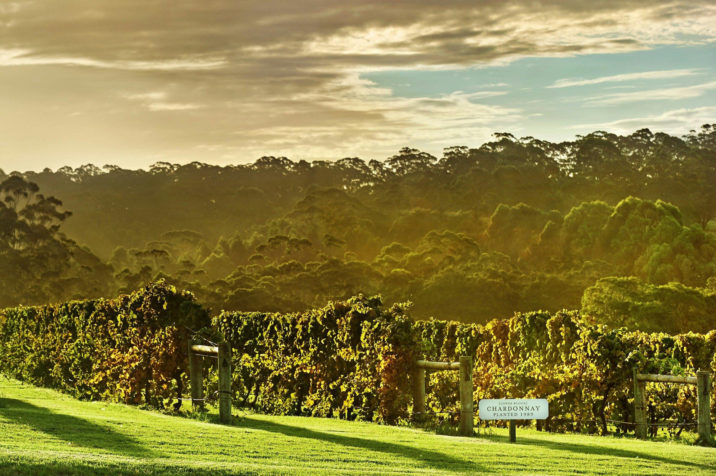 Singlefile Wines, Denmark, Western Australia