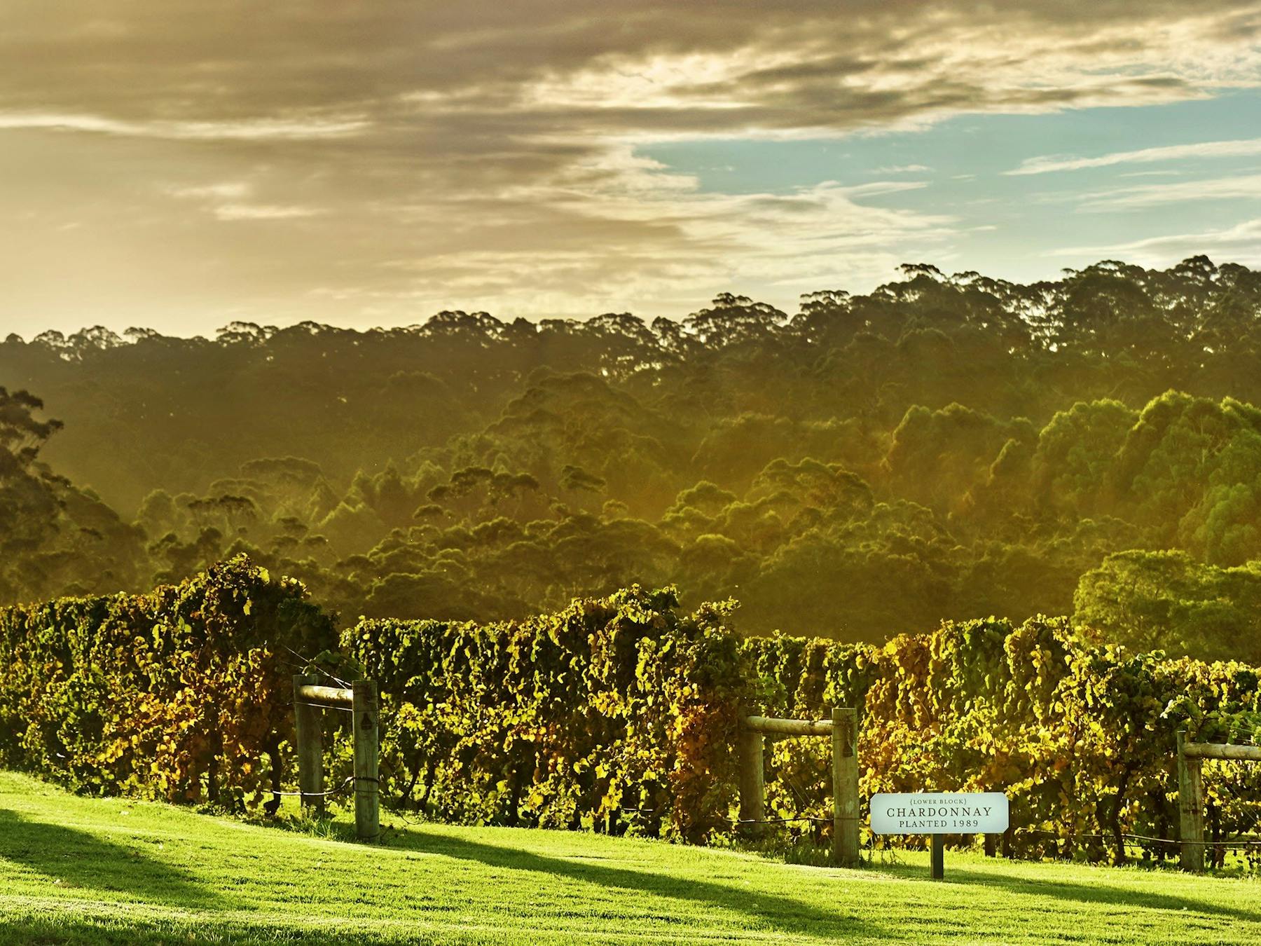 Singlefile Wines, Denmark, Western Australia