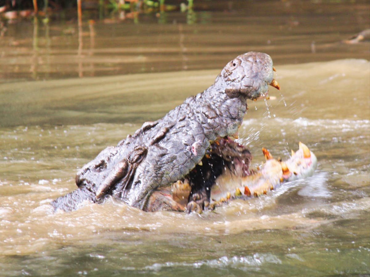 "Barratt" the infamous croc seen regularly near Daintree Village