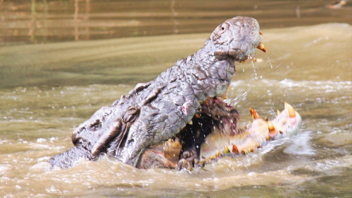 "Barratt" the infamous croc seen regularly near Daintree Village