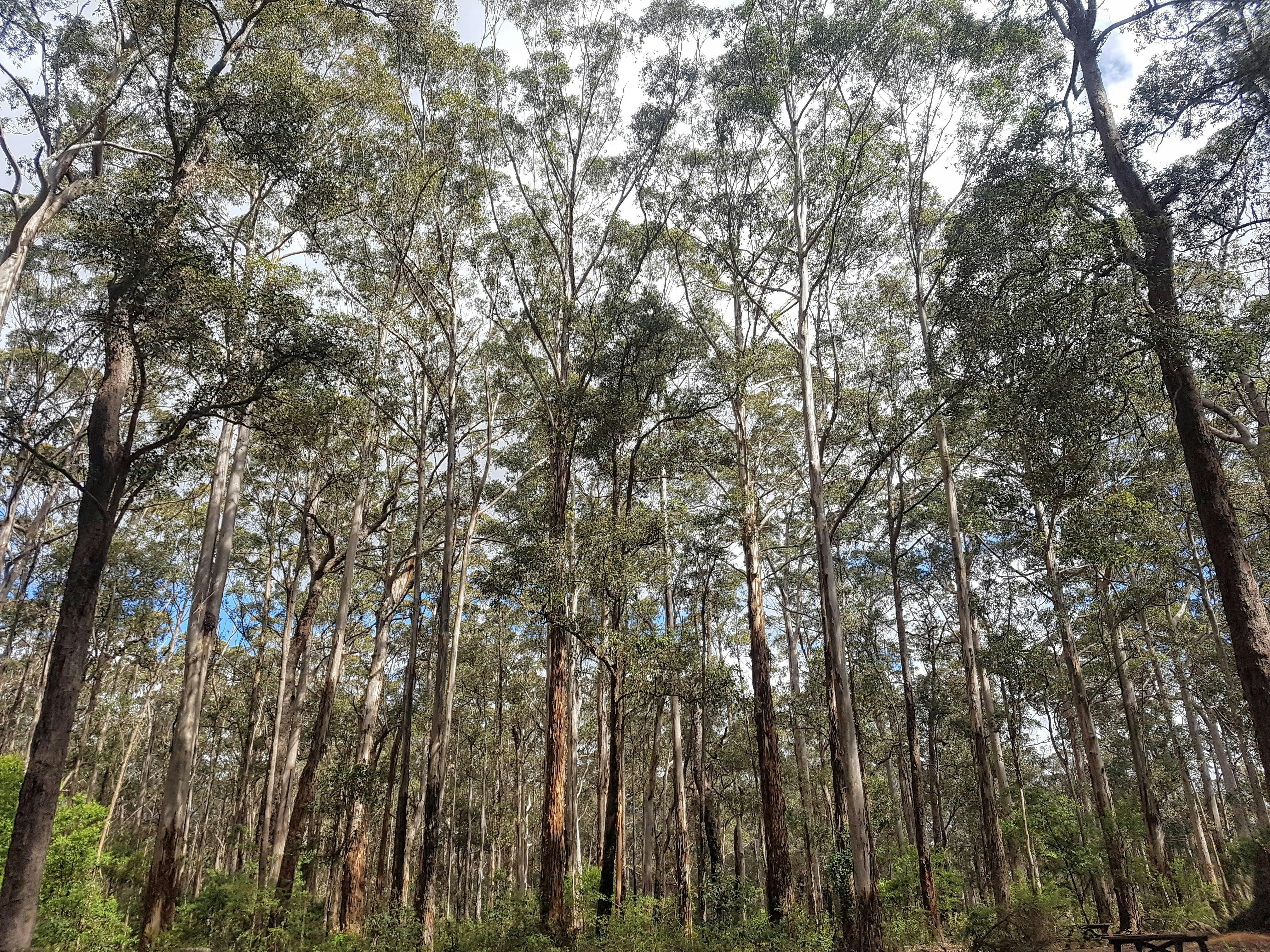 Karri trees in Warren National Park Pemberton