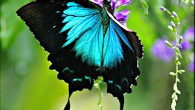 Ulysses Butterfly