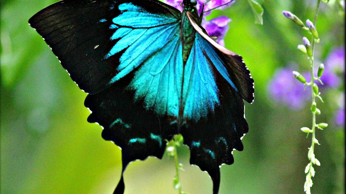 Ulysses Butterfly Ulysses Butterfly