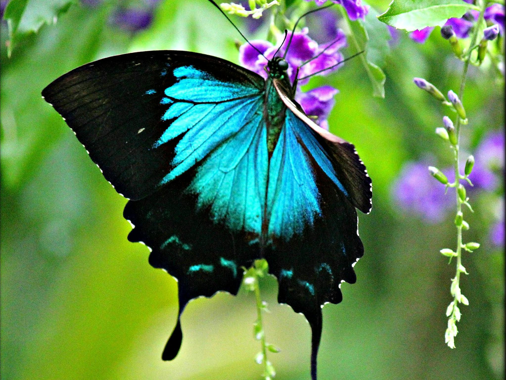 Ulysses Butterfly Ulysses Butterfly