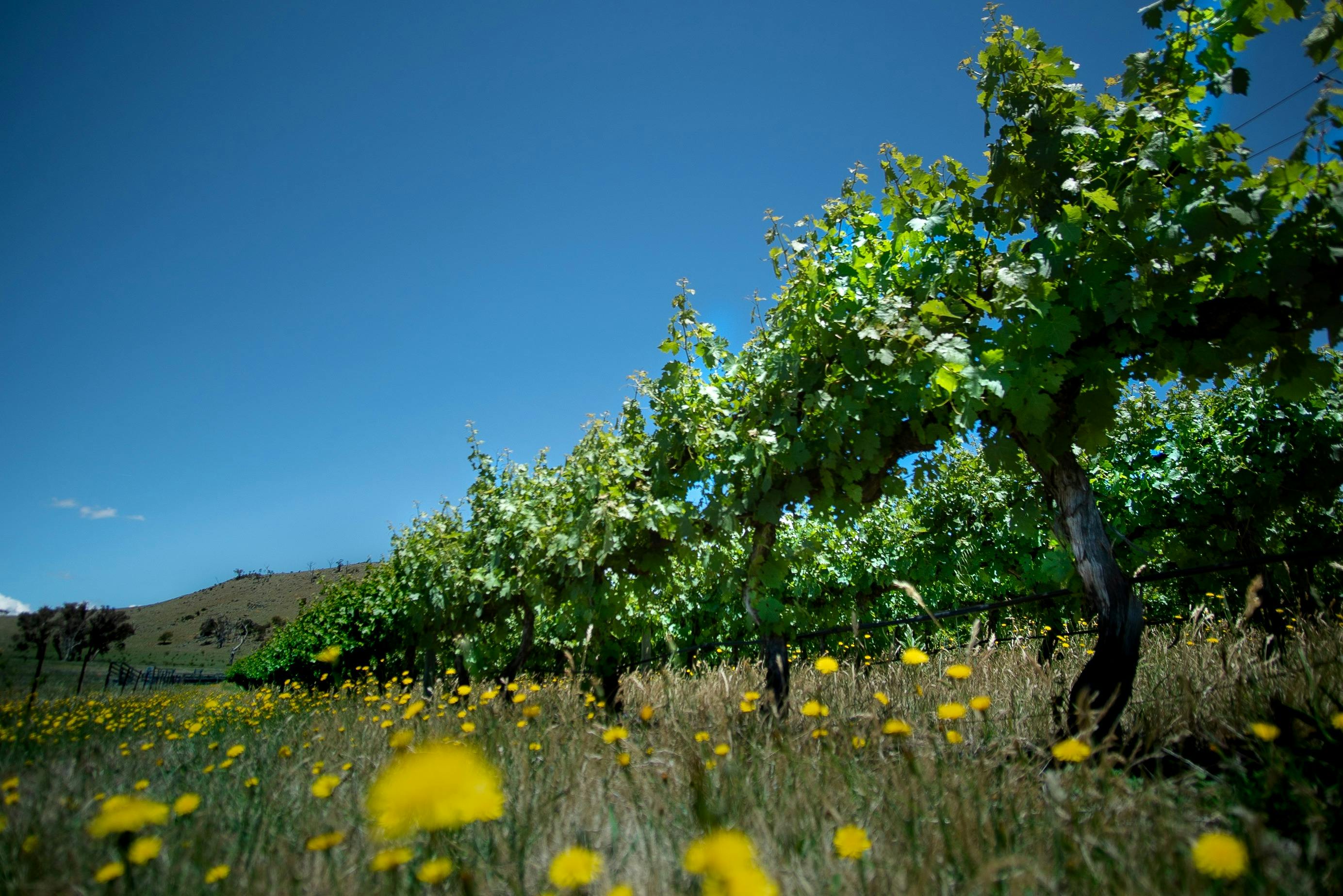 Image for Private: Surveyor’s Hill Vineyards