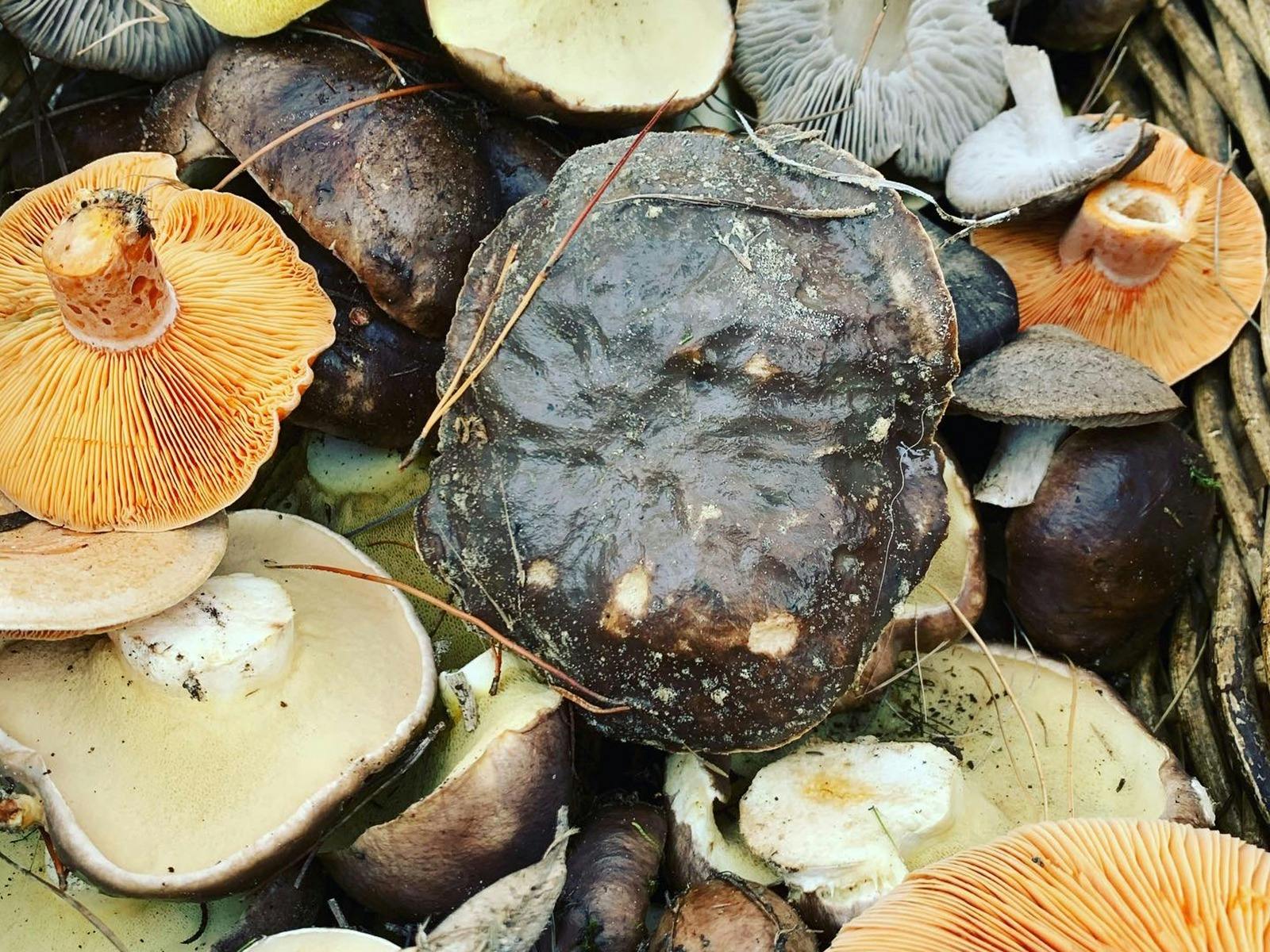 Forest forage and feast adventure tour image