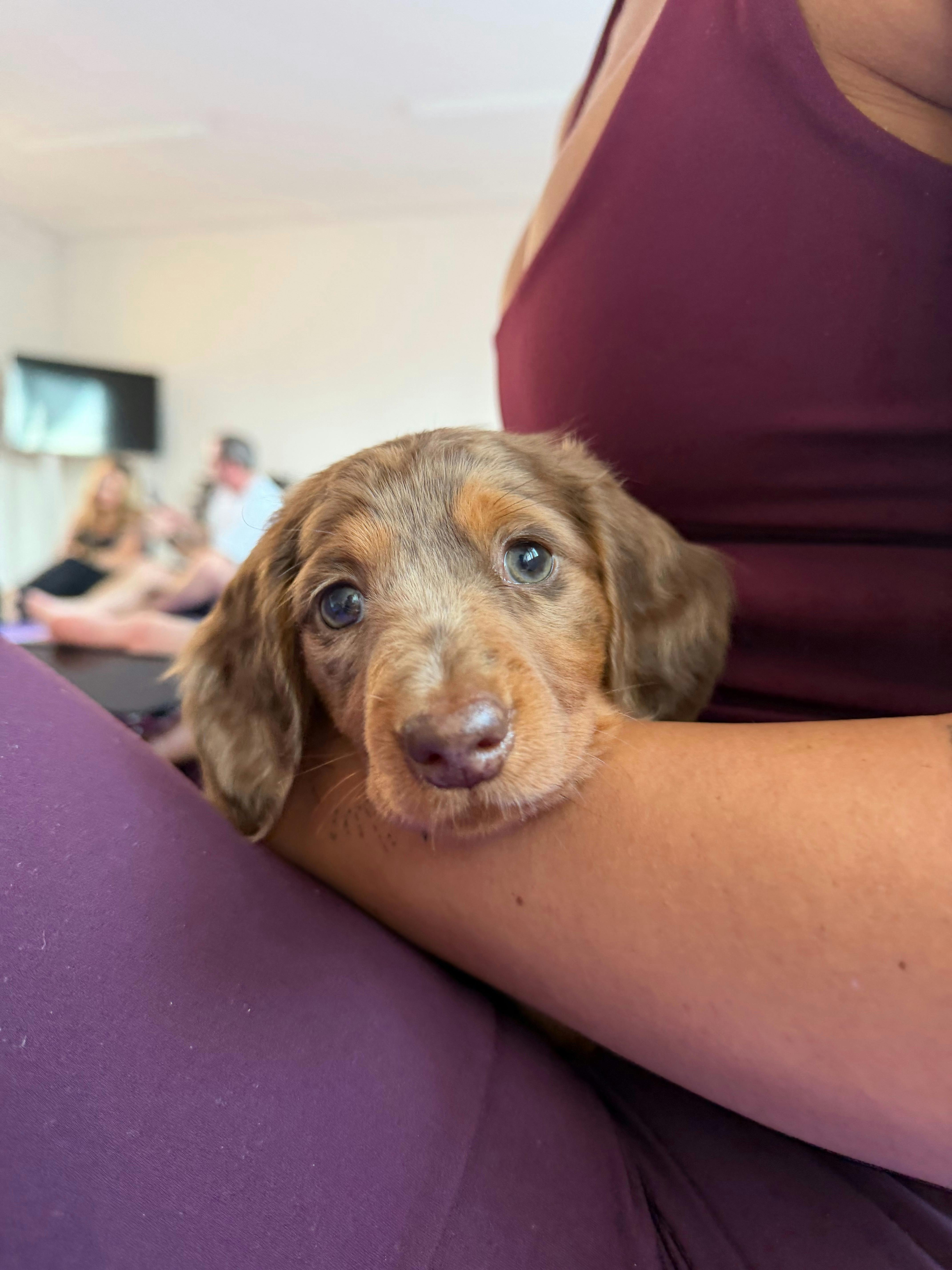 A puppy enjoys a quiet cuddle during a Yoga Paws Newcastle session.