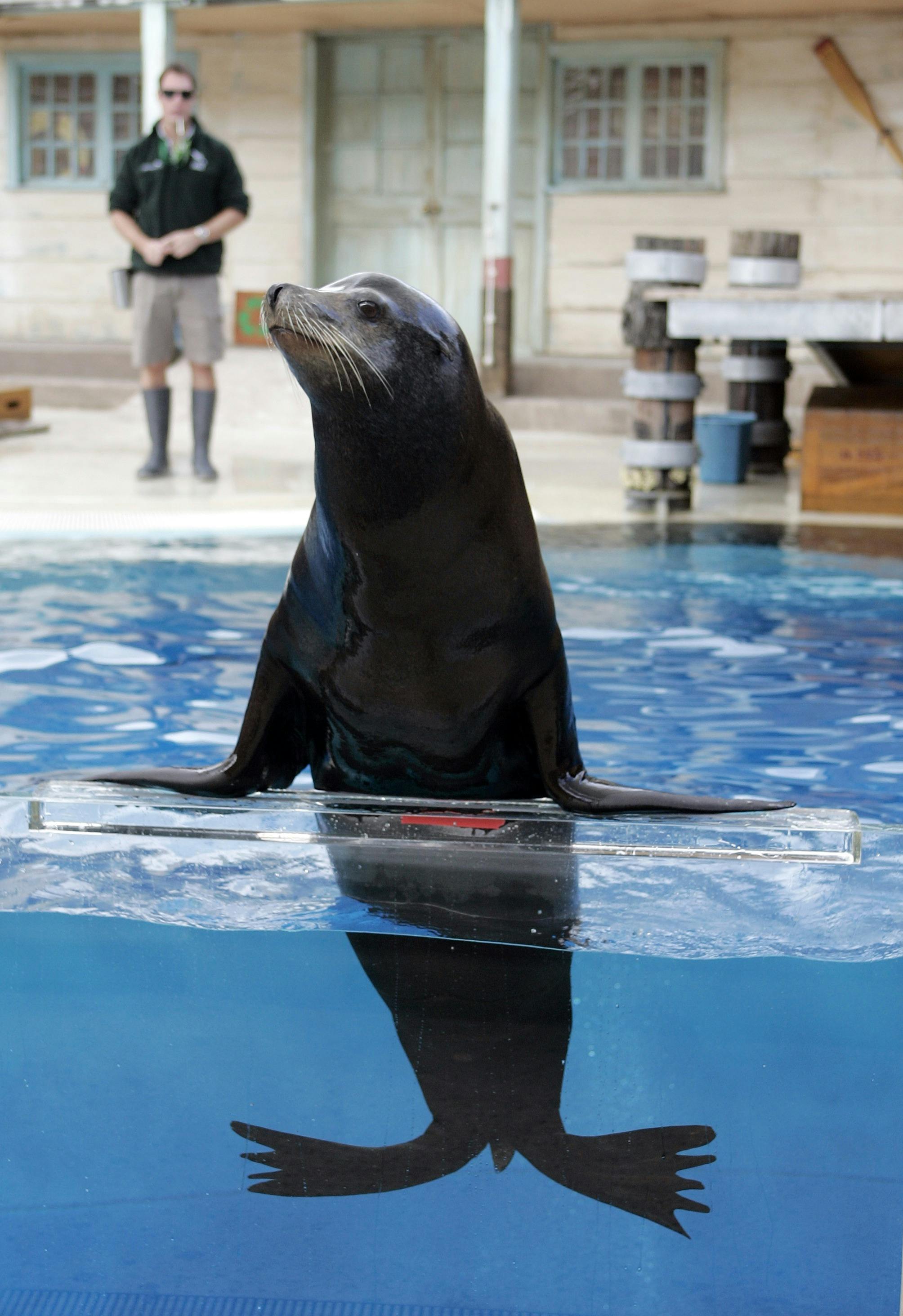 カリフォルニアアシカ