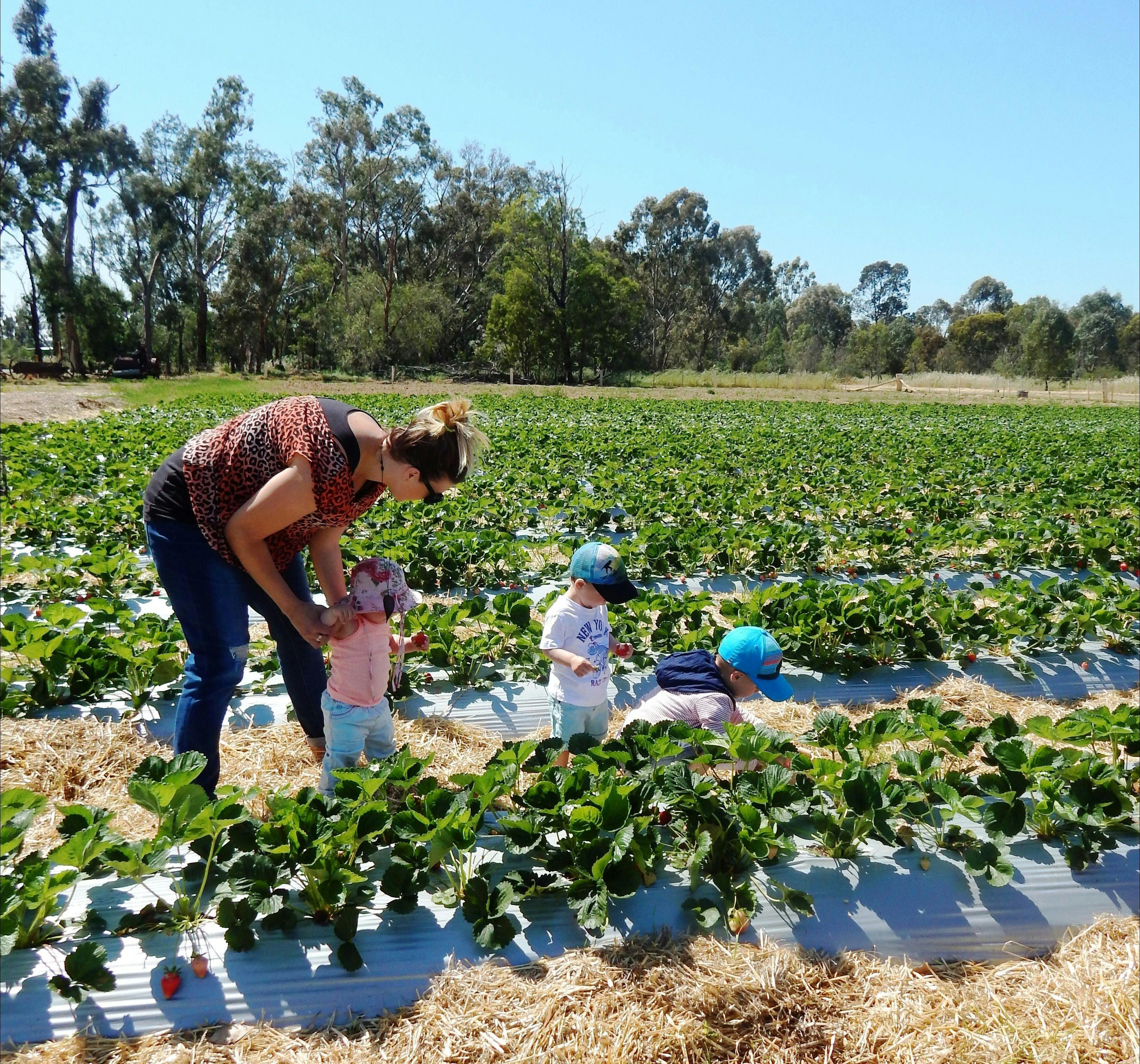 Pick your own strawberries at The Big Strawberry