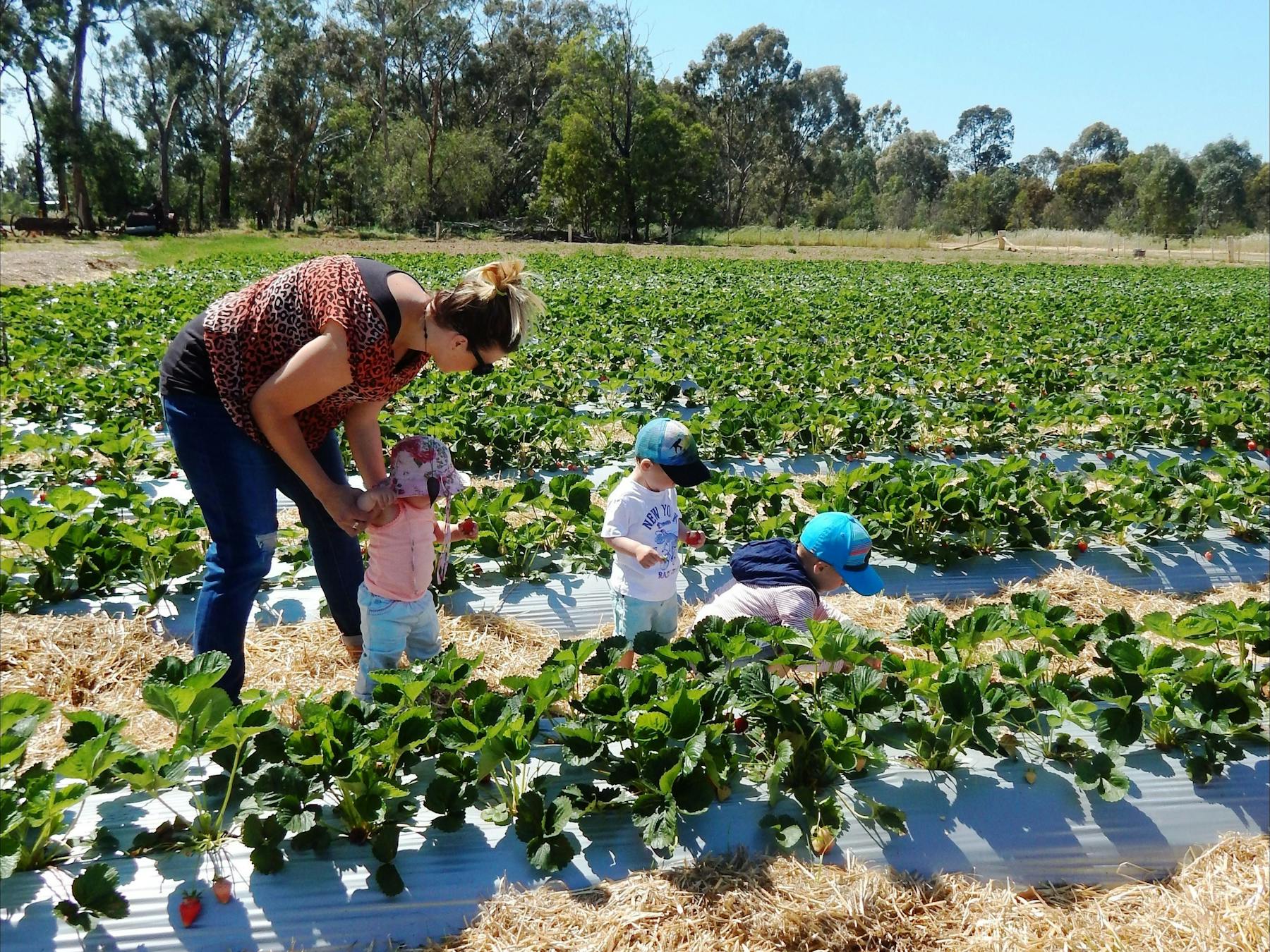 Pick your own strawberries at The Big Strawberry