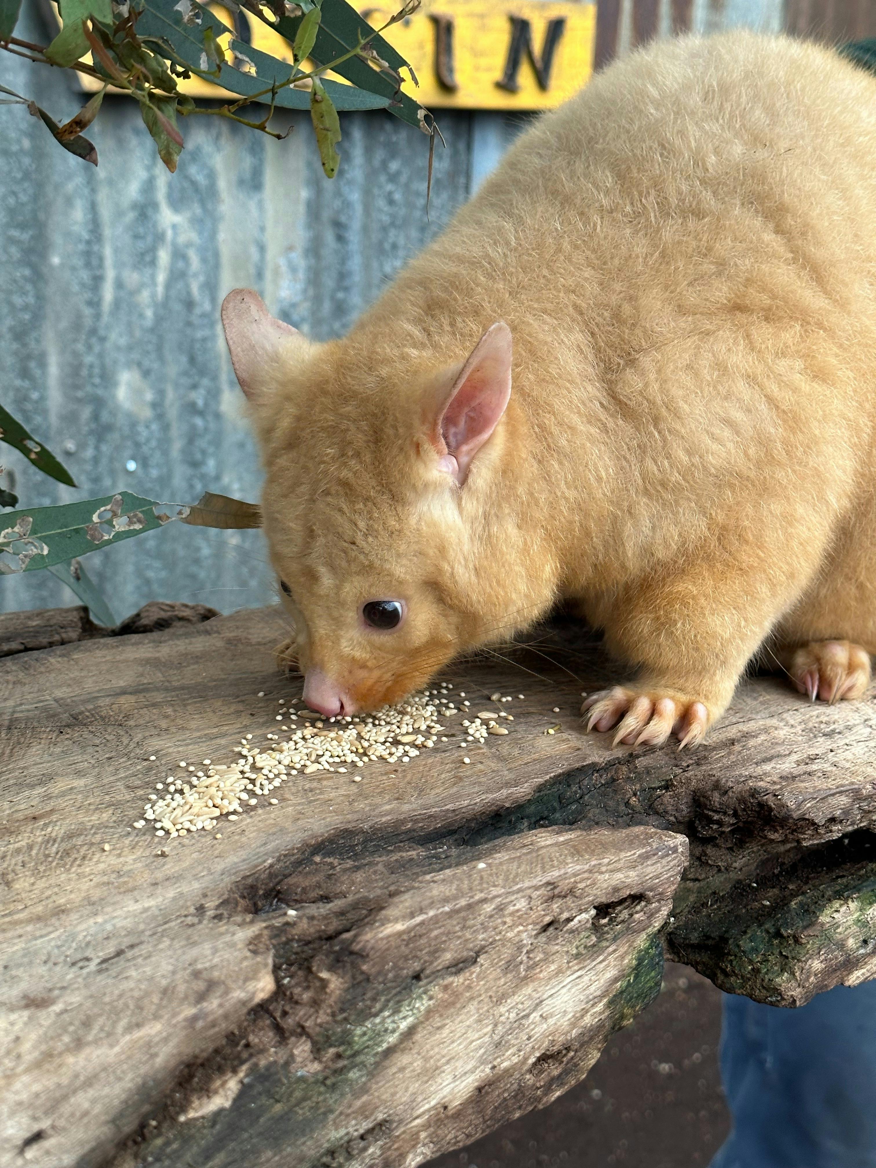 Possum