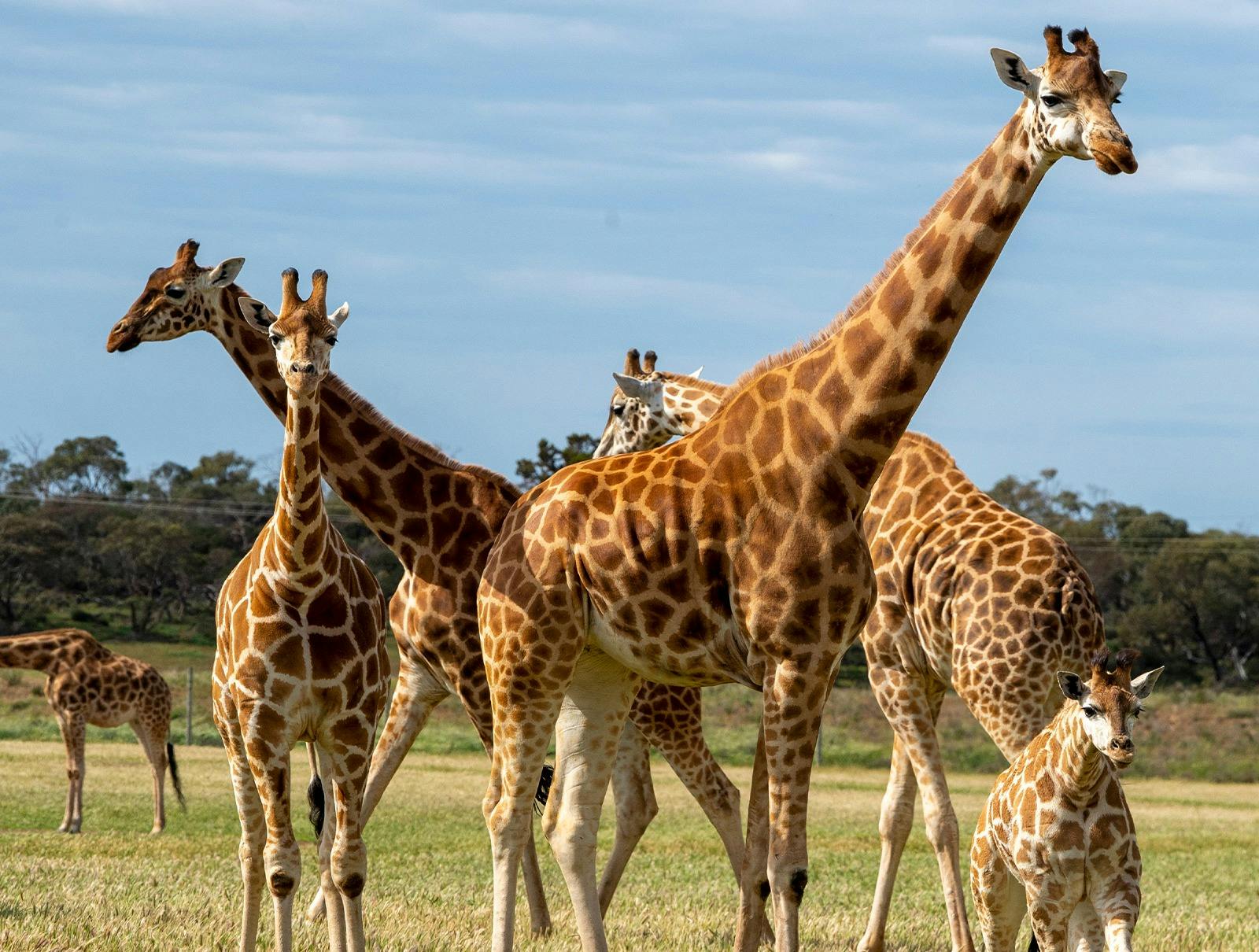 Hooves and Horns: Safari Adventures