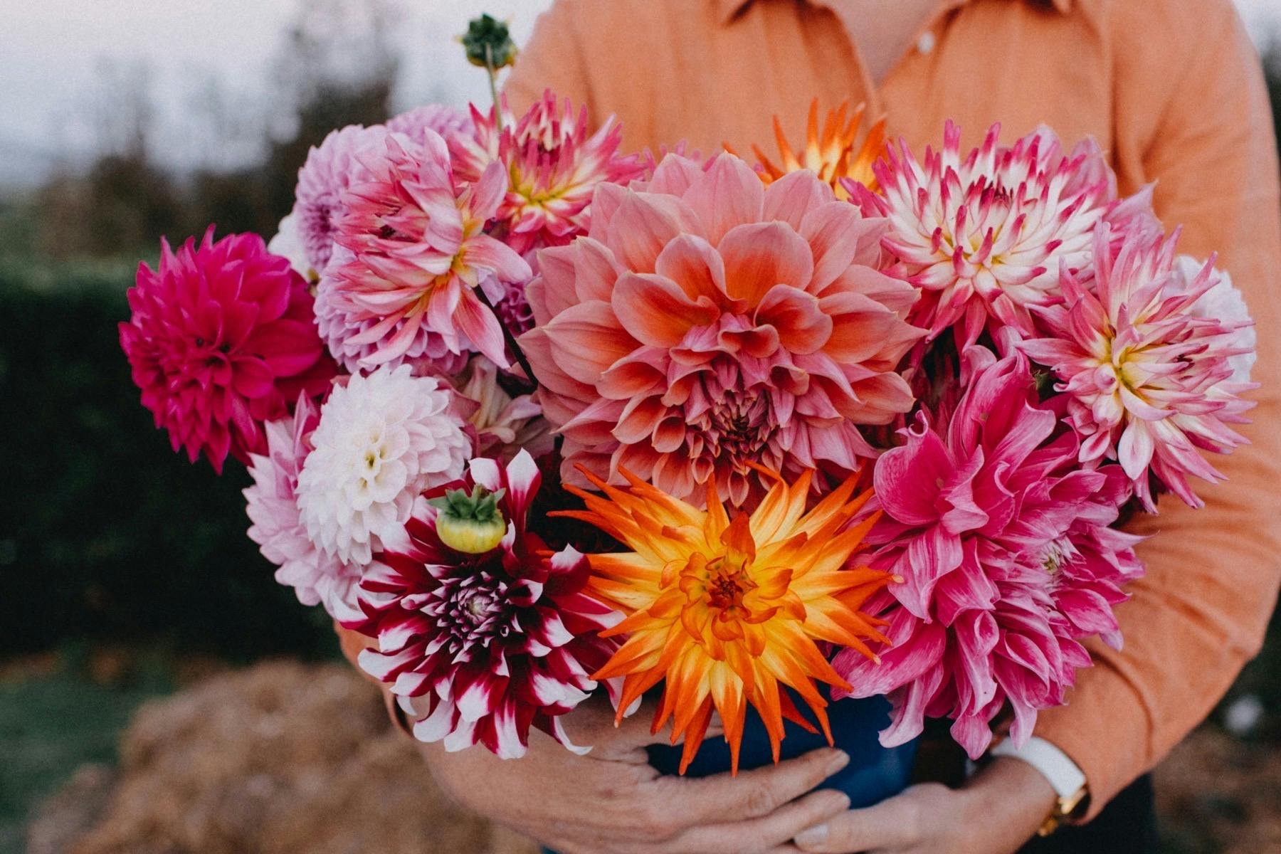 Little Forest Gardens - Pick Your Own Dahlias