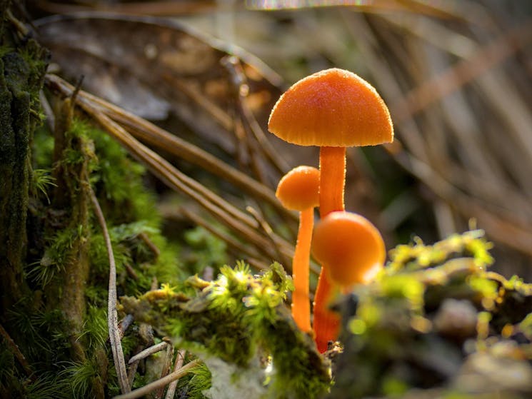 Orange Mushroom Group was photographed at Cathcart, NSW. This tiny group of vivid orange mushrooms w