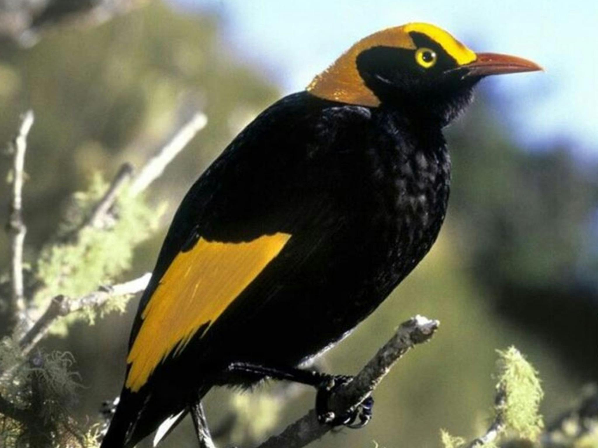 Regent Bowerbird