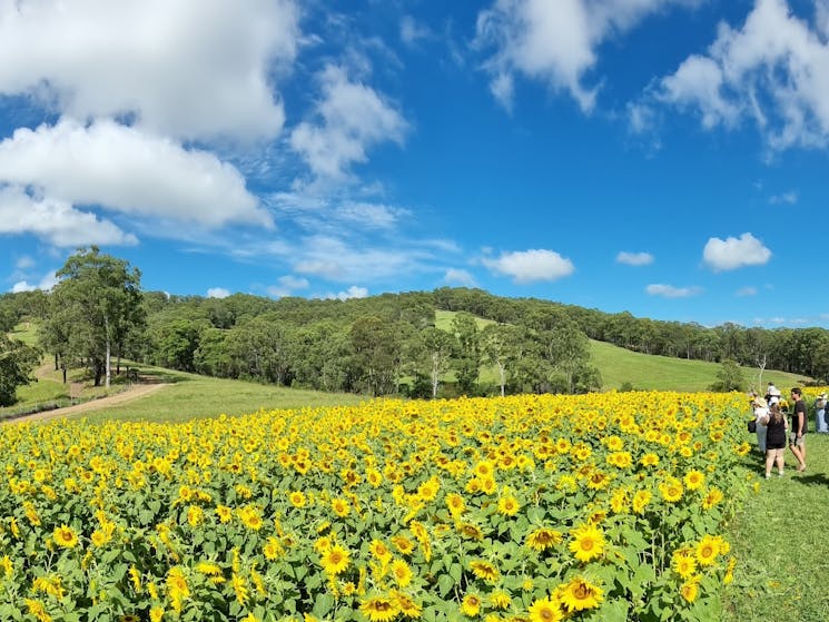 Sunflower fields in bloom at Mountain View Farm