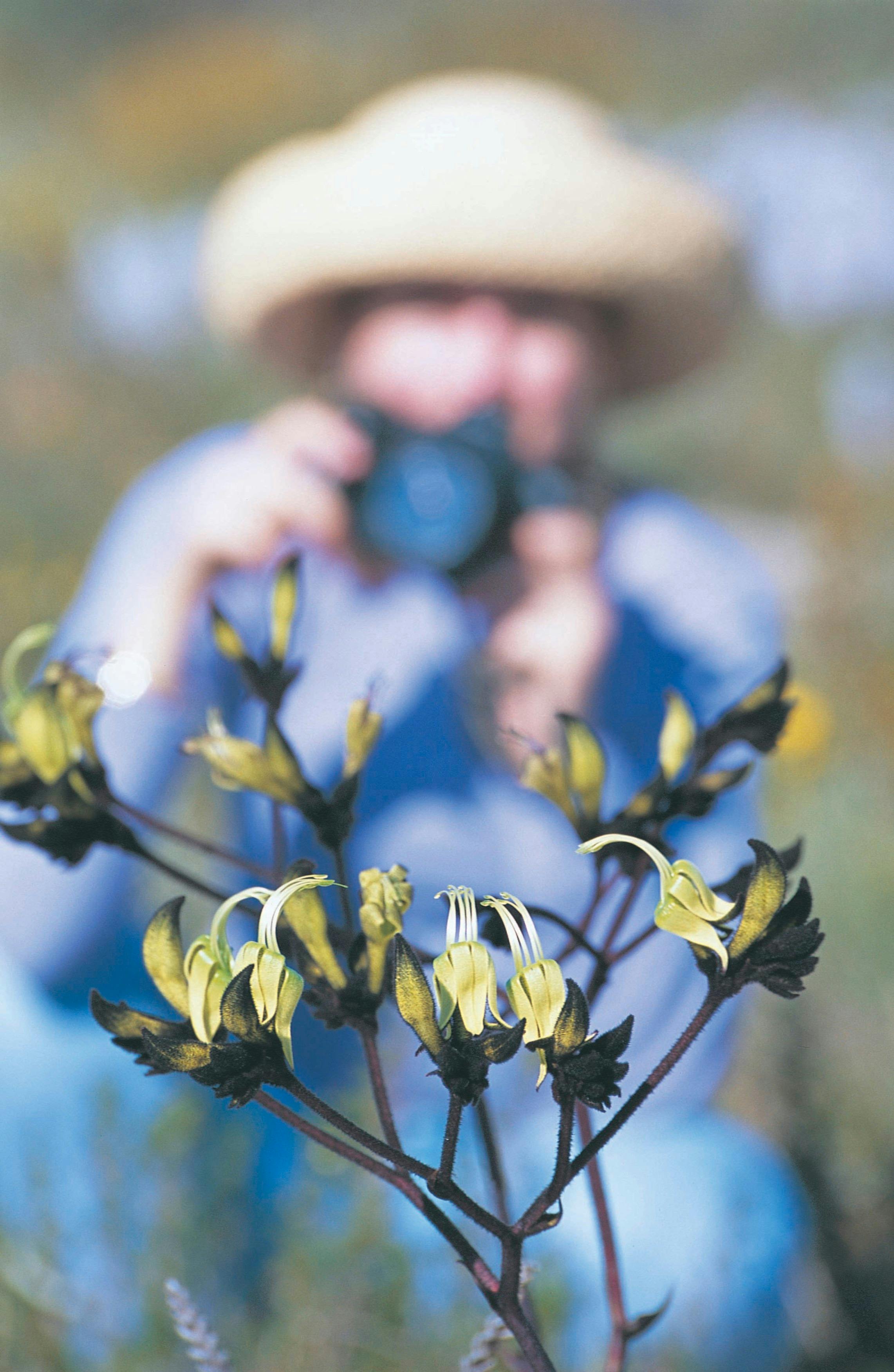 Everlastings Wildflower Trail, Eneabba, Western Australia