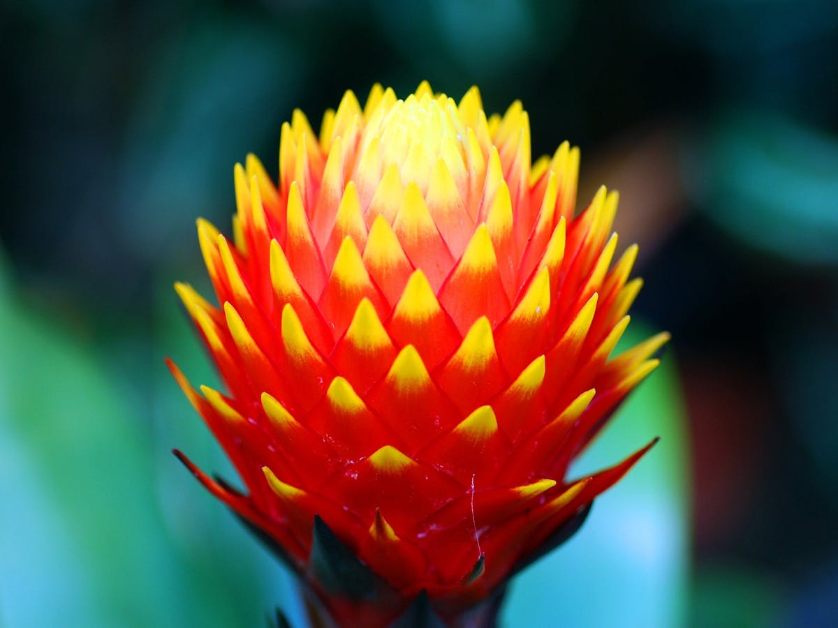 Guzmania conifera