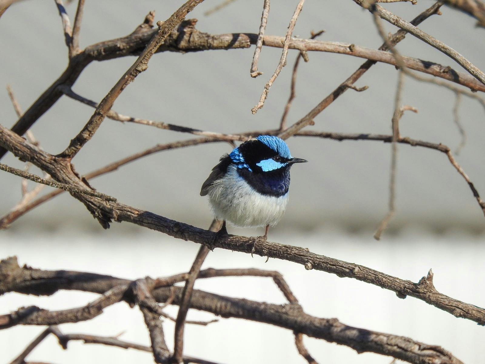 Yanga National Park - Wildlife and Wetlands Tour
